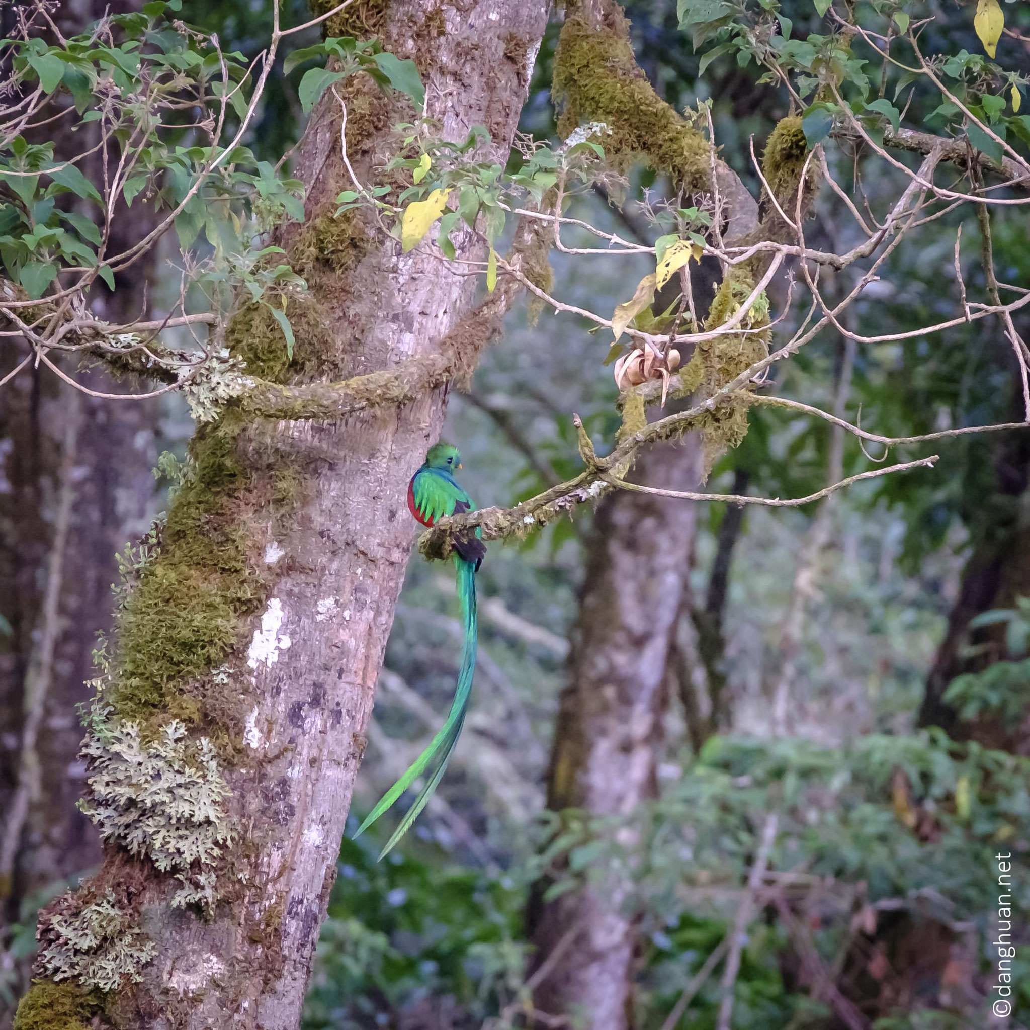 Le quetzal resplendissant mâle a un plumage vert iridescent, une poitrine rouge sang et des plumes de queue de 60cm de long...