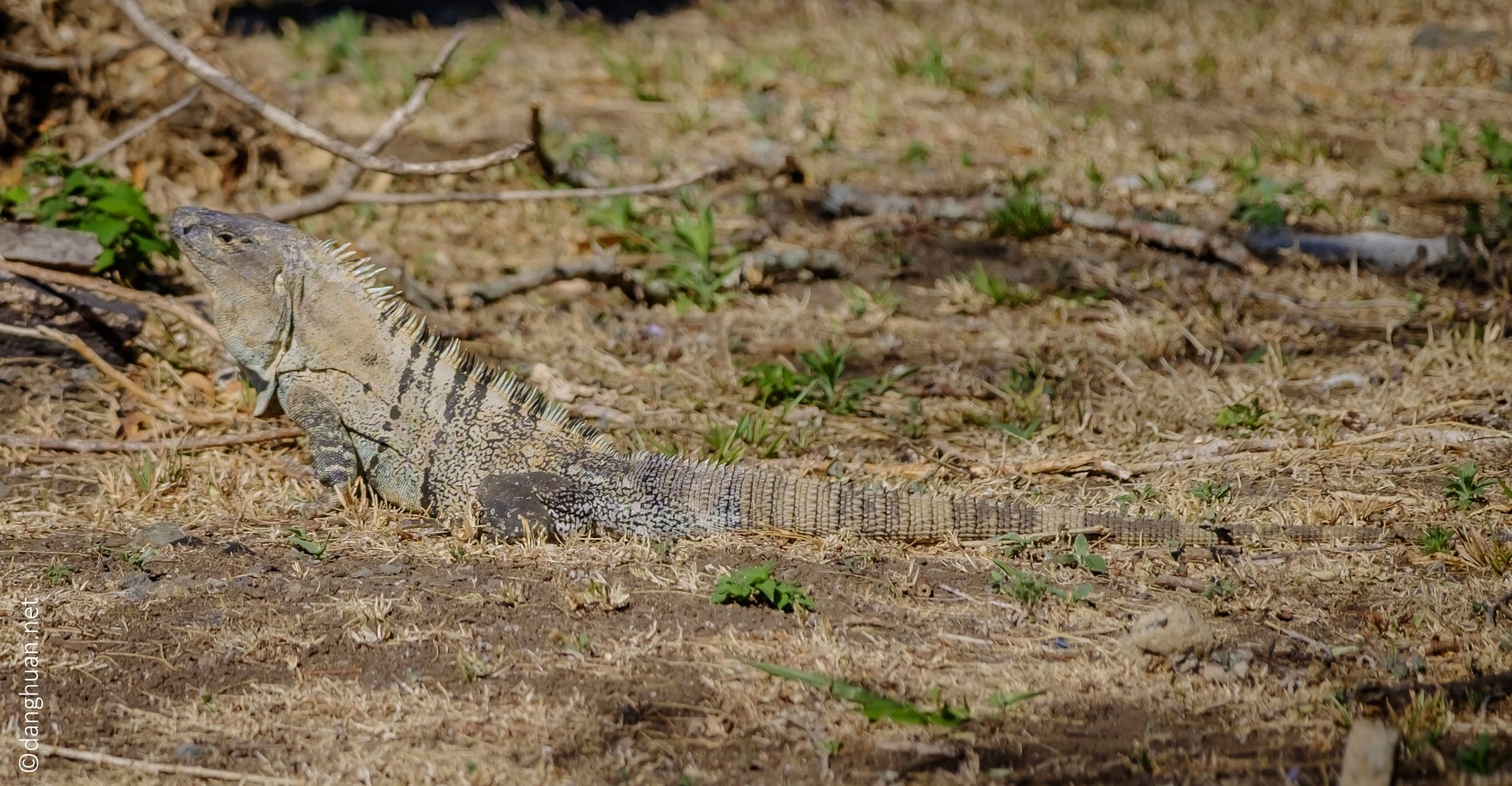 Iguane