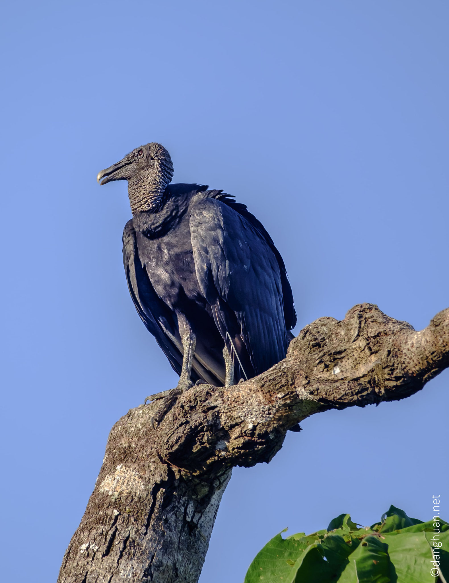 Vautour noir