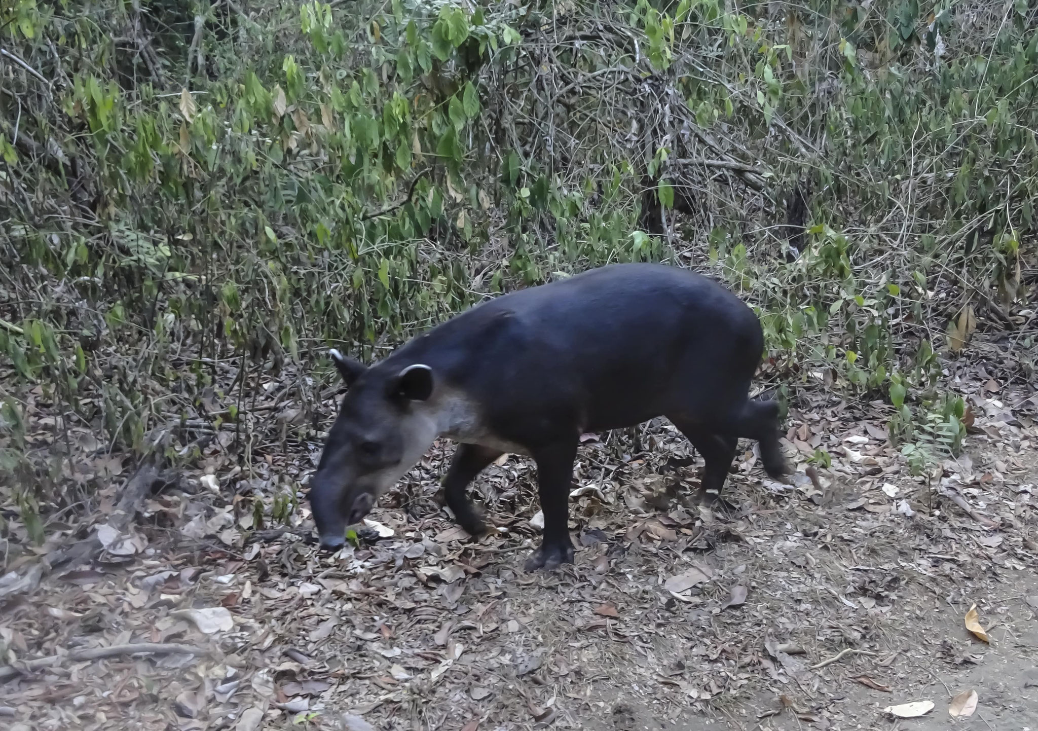 Tapir, animal nocturne à la recherche d'un coin pour se cacher en début de matinée