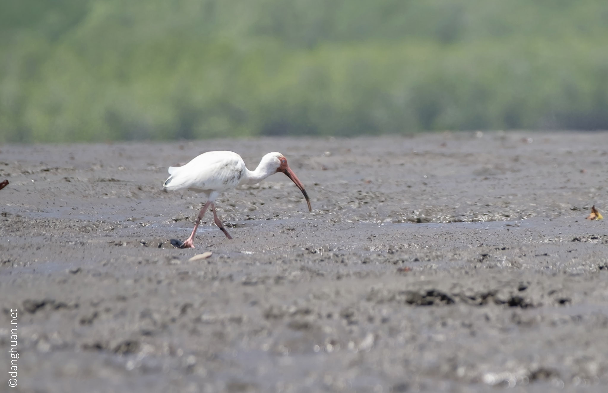 White ibis