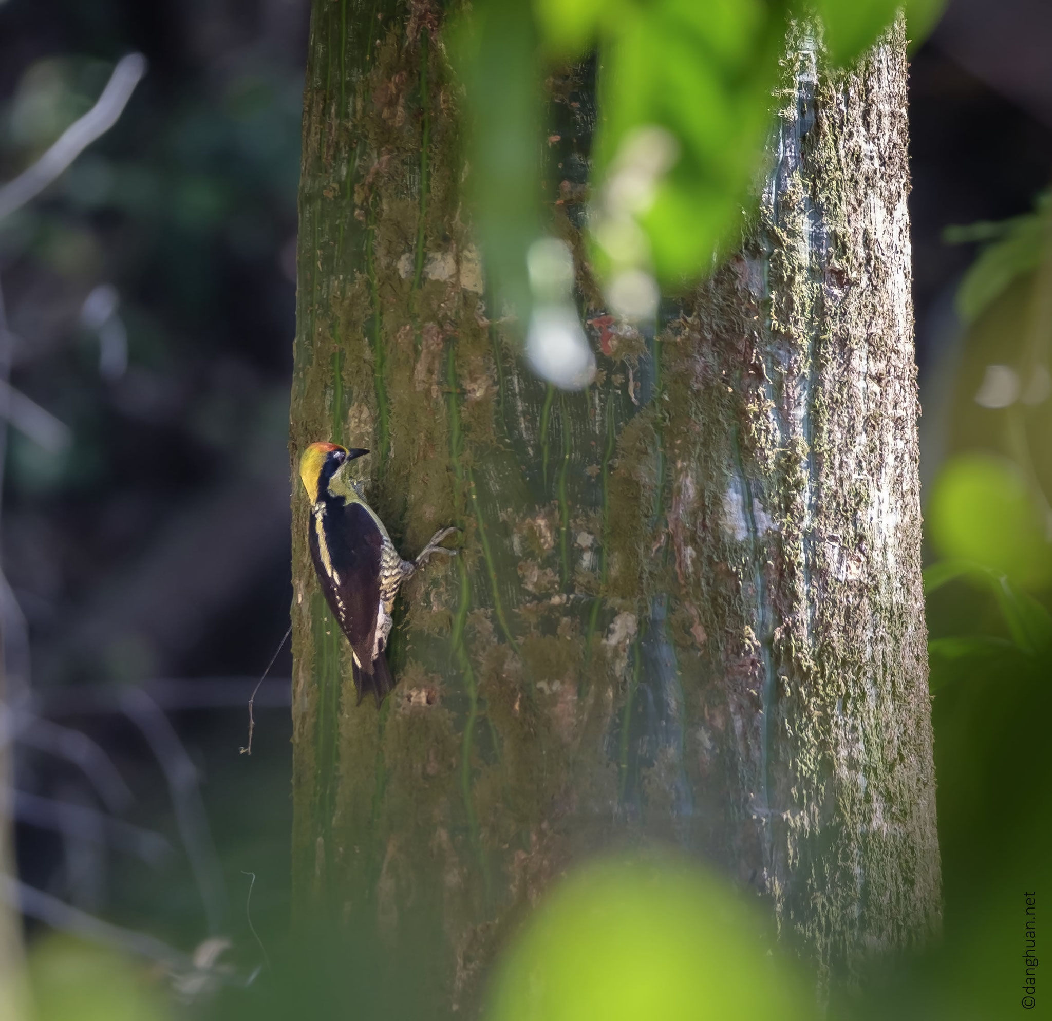 Lineated Woodpecker