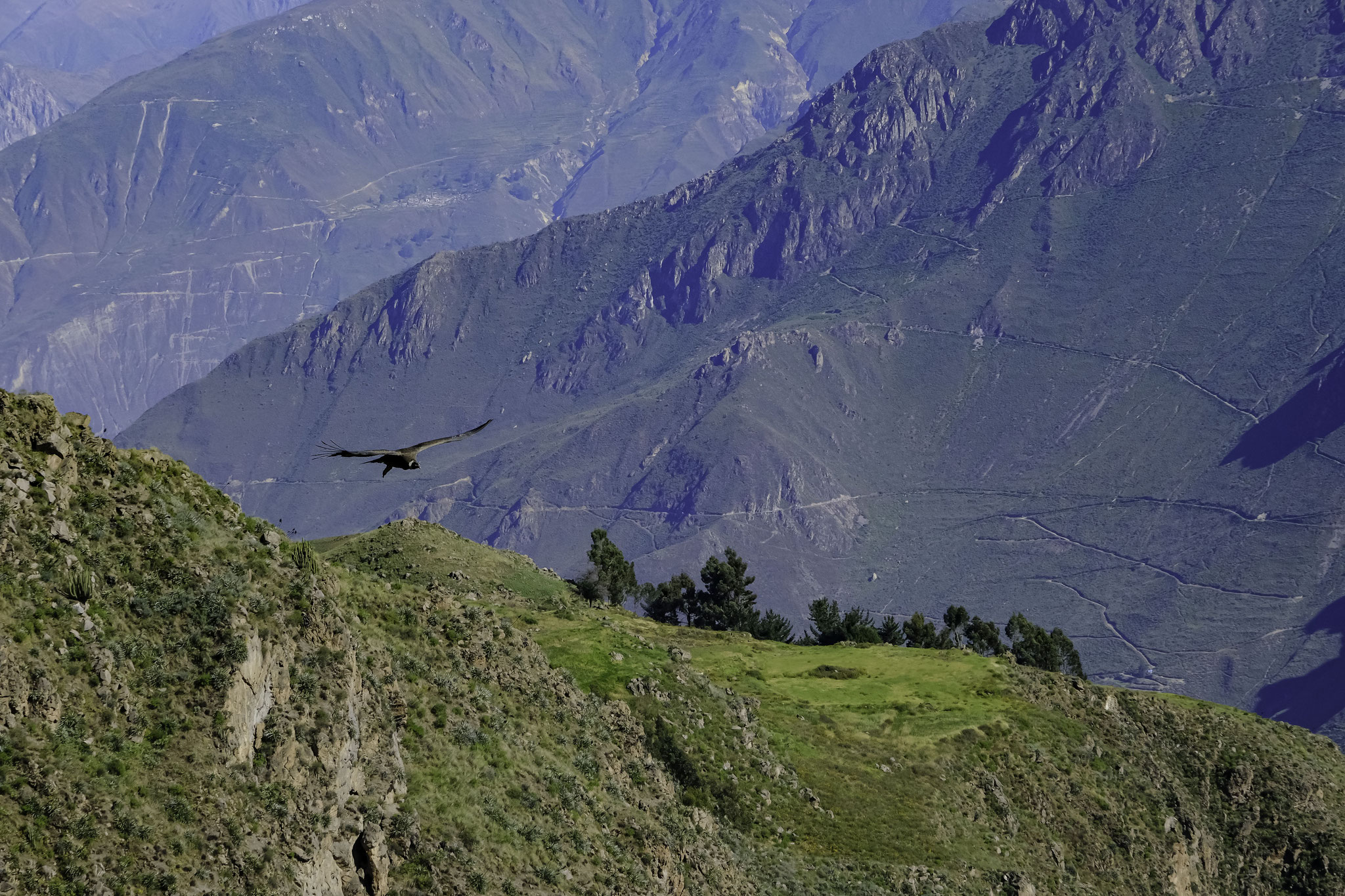 Sacré chez les Incas, le condor des Andes (Vultur gryphus)