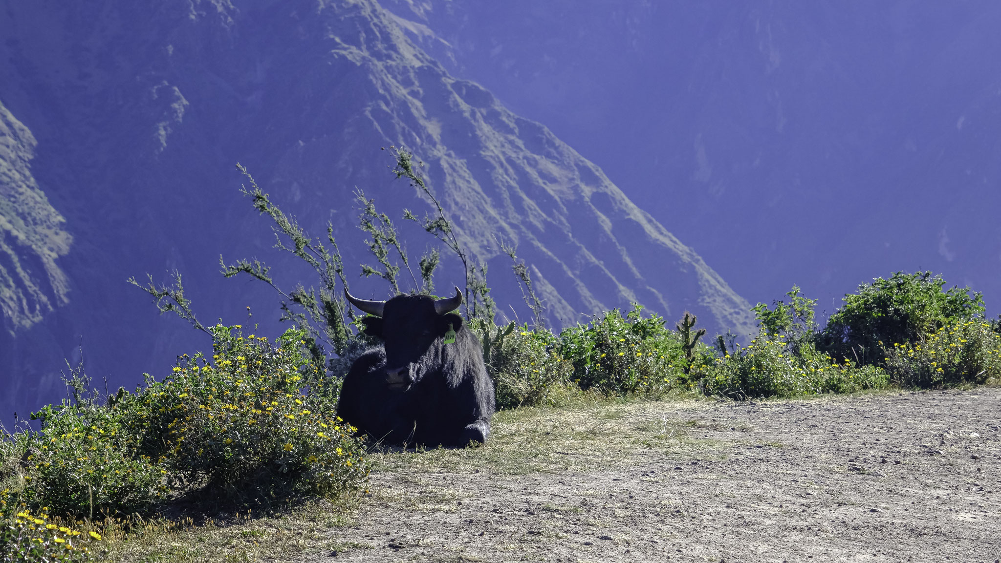 Randonnée vers le Cruz del Condor