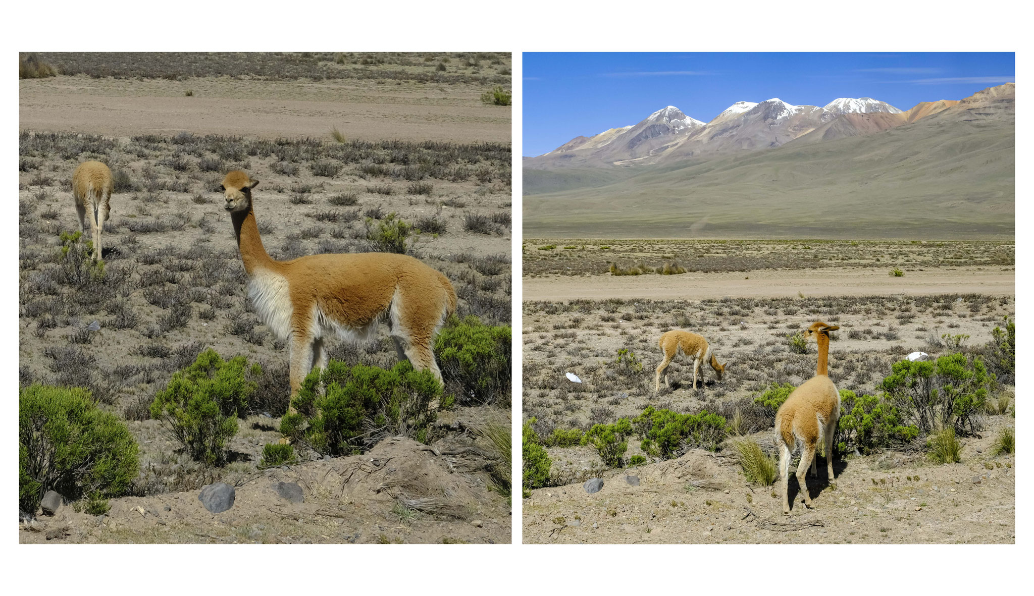 l'élevage des camélidés (lamas, alpagas, vigognes, guanaco)... 