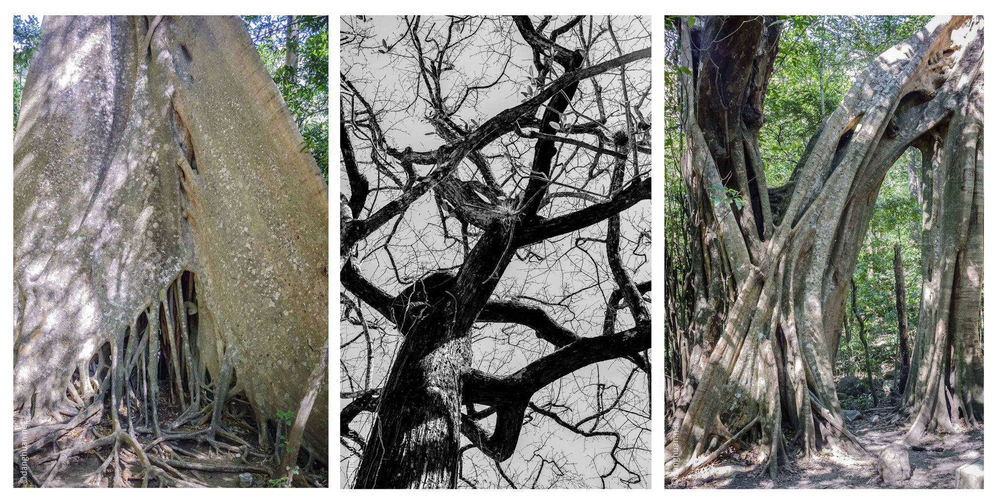 Les arbres de la forêt  primaire tropicale