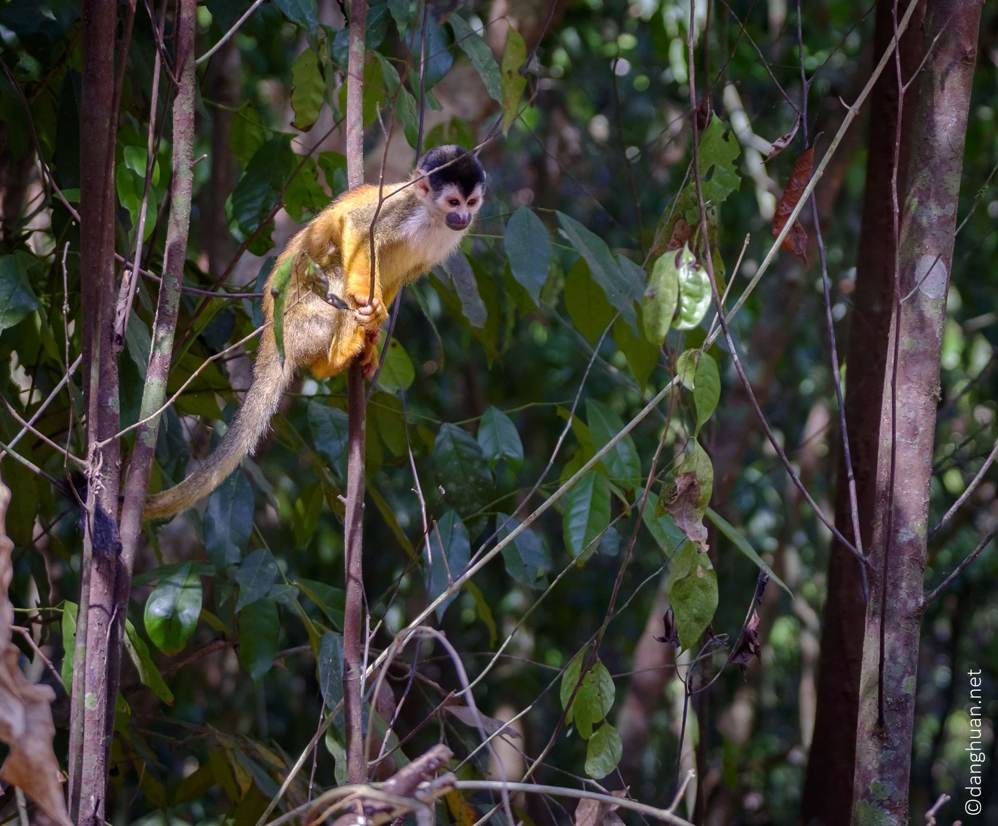 Singe écureuil