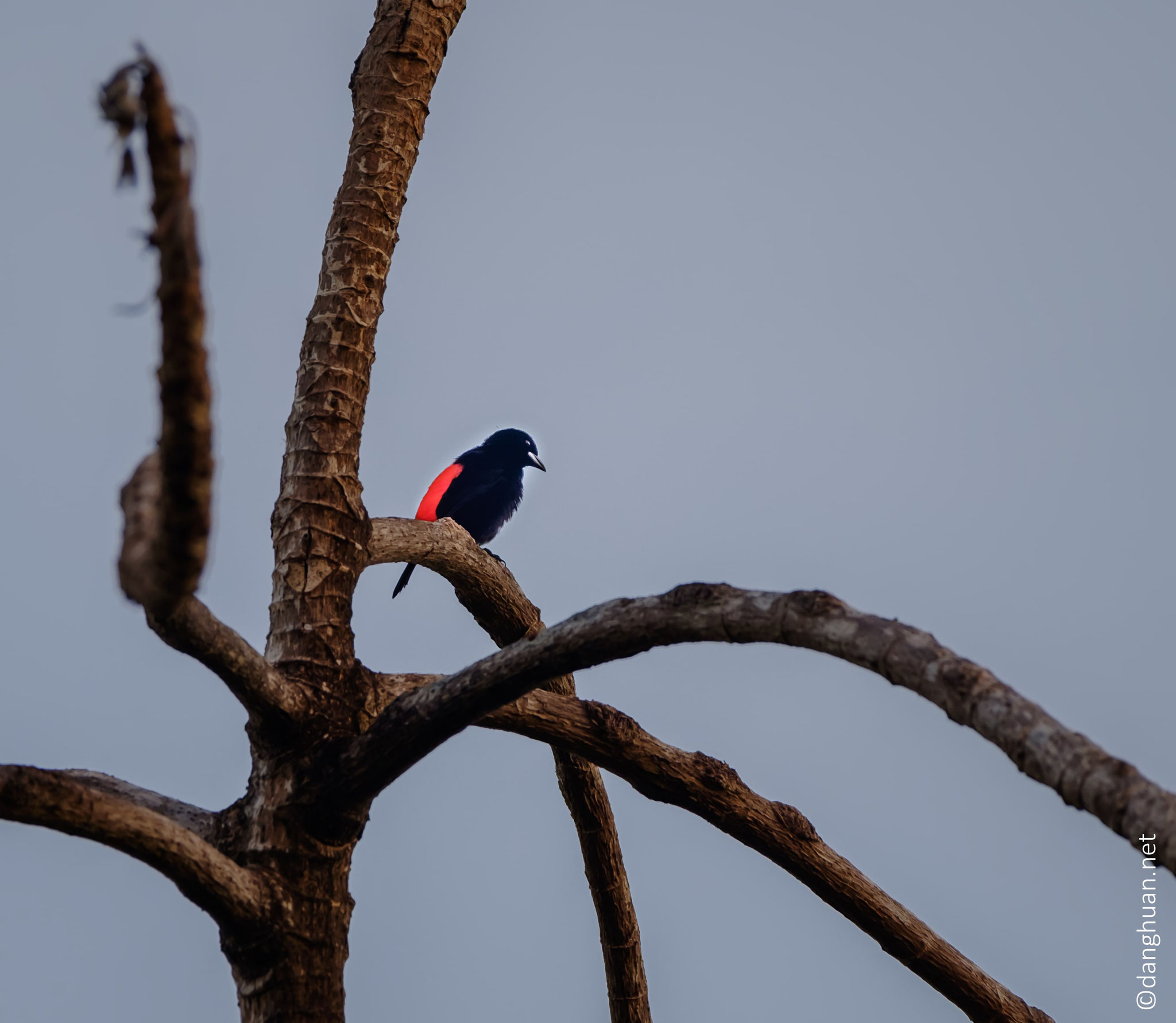 Tangara ou cherrie's tanager, une espèce de passereau appartenant à la famille des Thraupidae