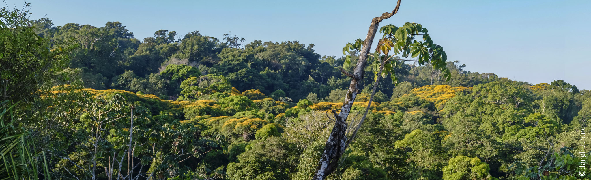 Forêt tropicale avec des arbres brocolis, les premiers à renaître en cas de catastrophe