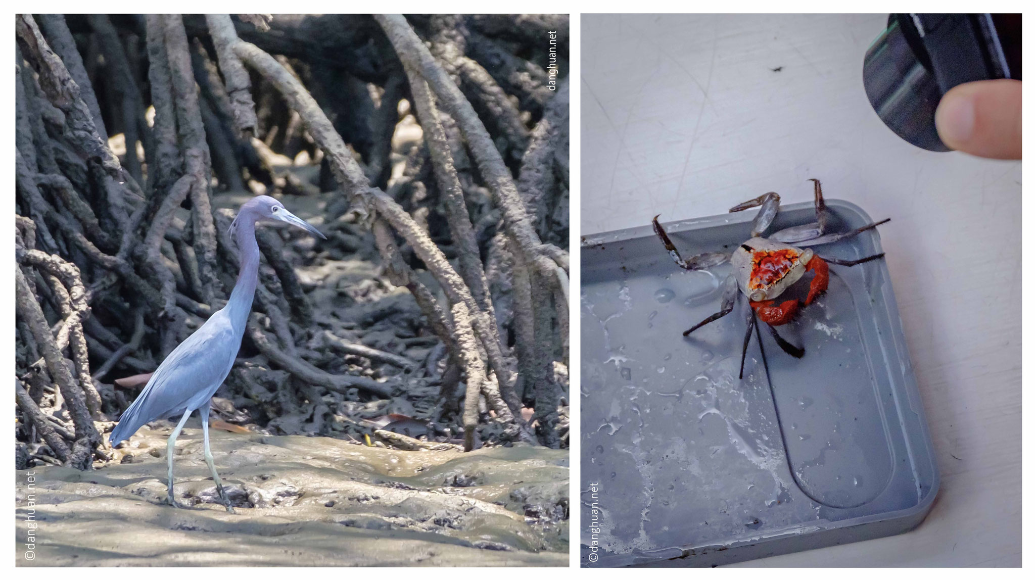 aigrette bleue et crabe de mangrove