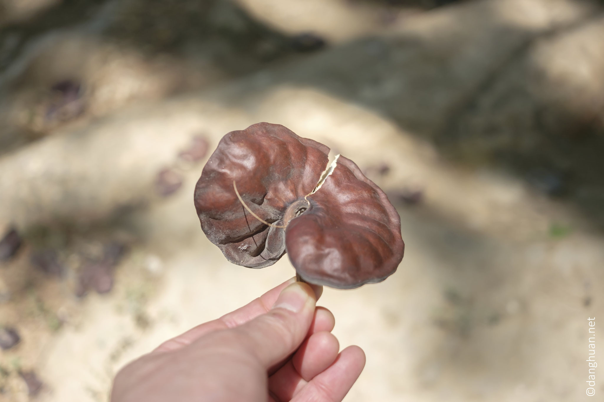 L’arbre guanacaste est également appelé l'arbre aux oreilles