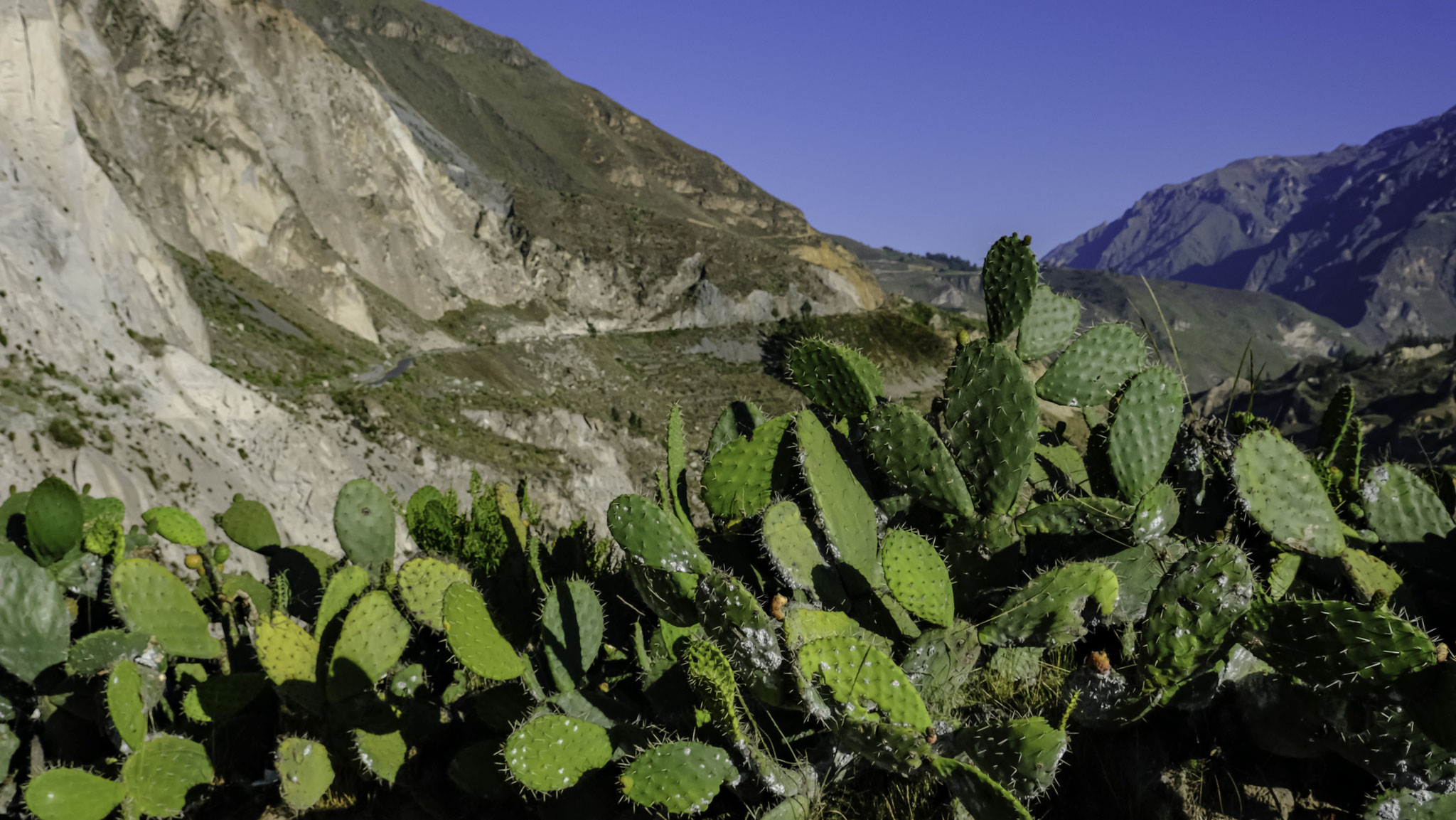 le point culminant (5000m) pour observer les Condors 
