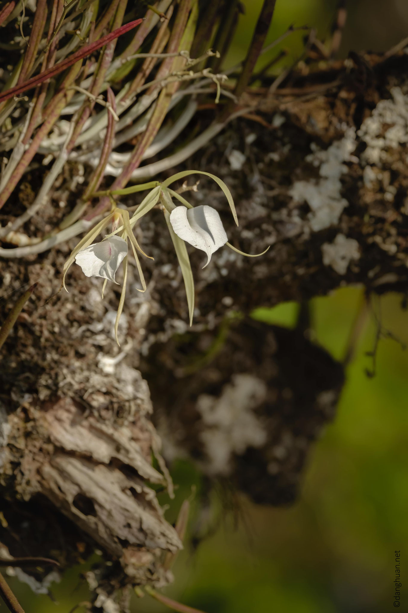 une espèce d'orchidée sauvage blanche qui fleurit une seule journée tous les 5 ans