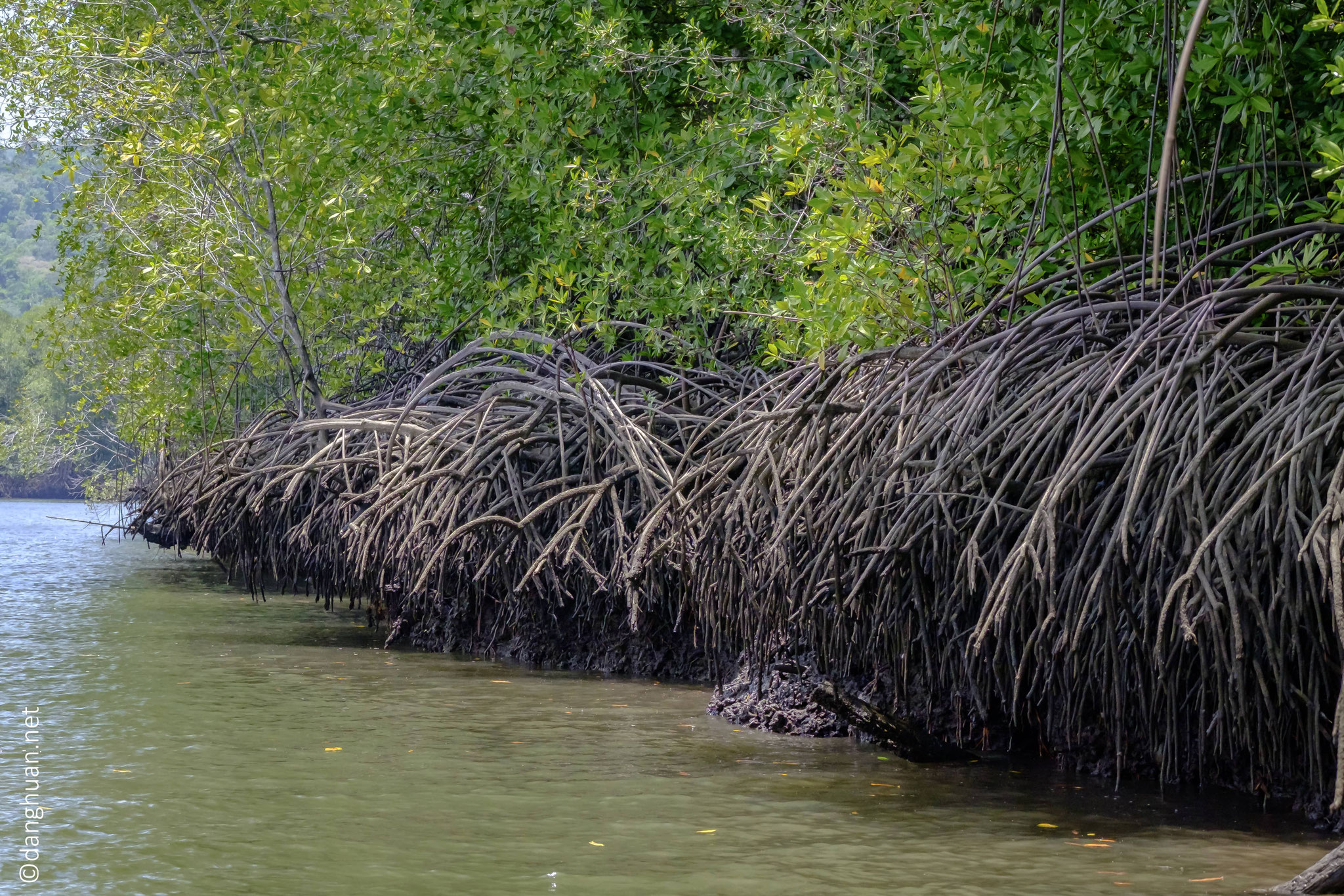 la mangrove