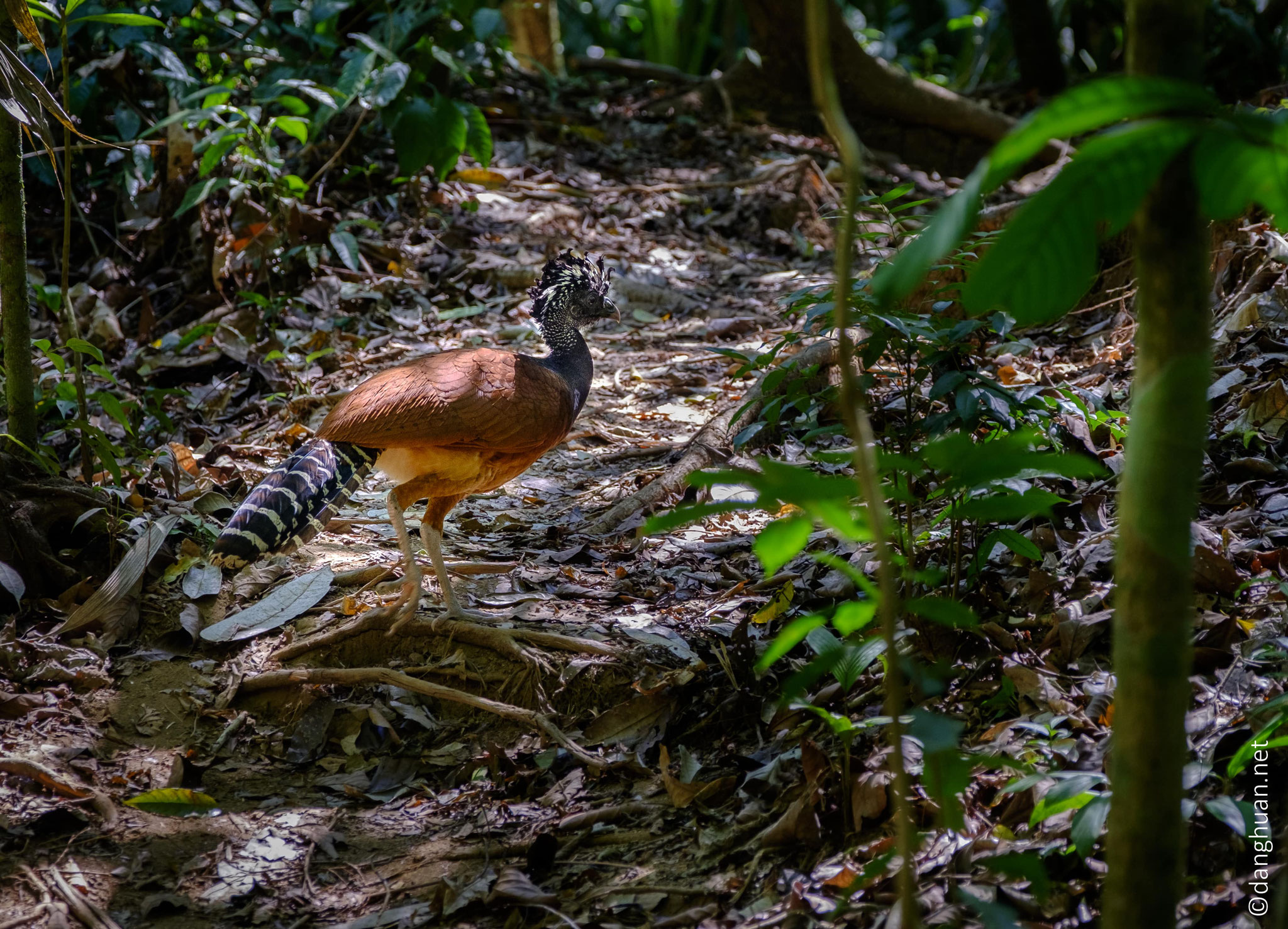 Hocco - les Cracinés sont les oiseaux endémiques des forêts de la zone néotropicale d'Amérique du Sud