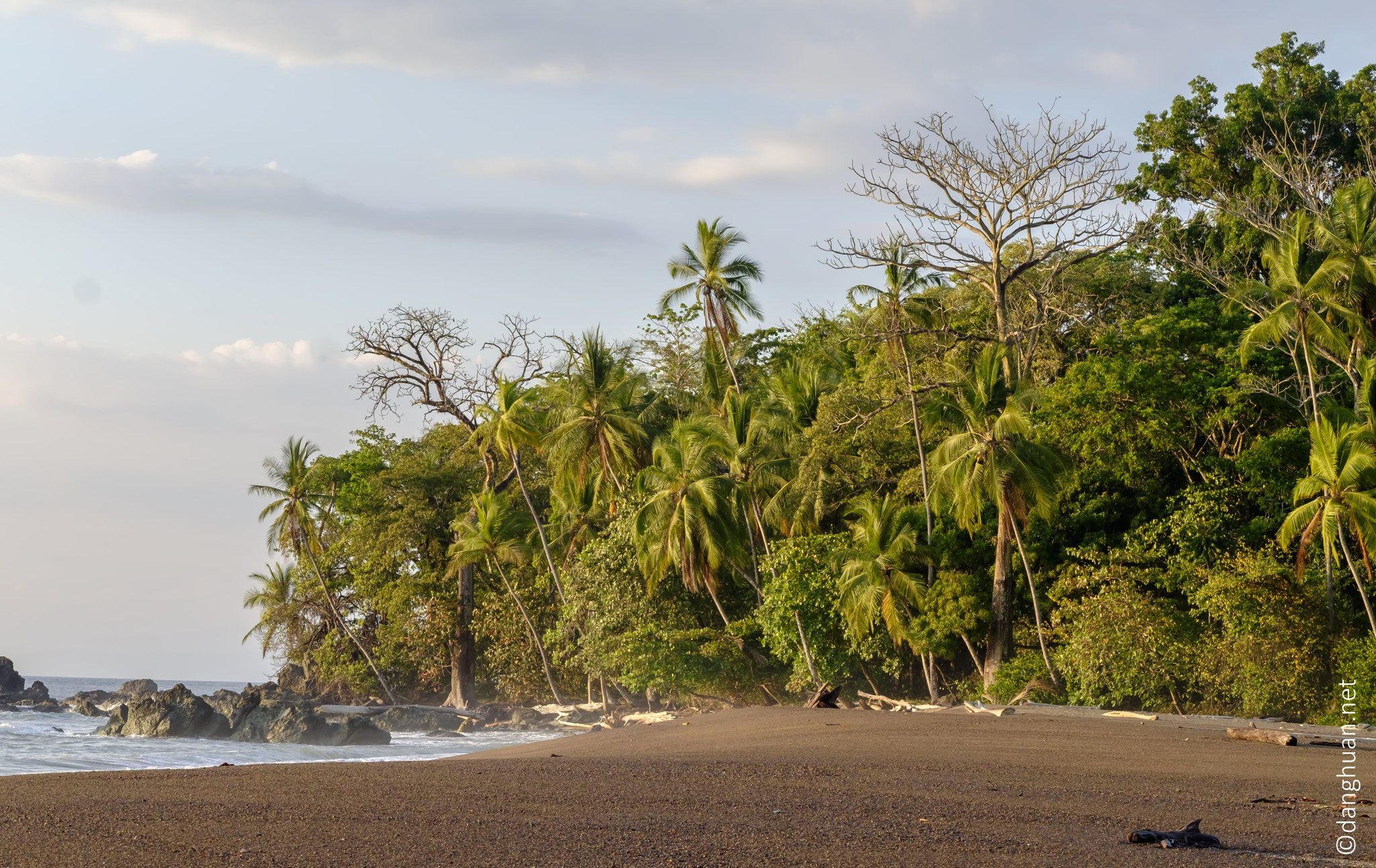 le long de la côte dans la fôret du littoral de la pénisule d'Osa