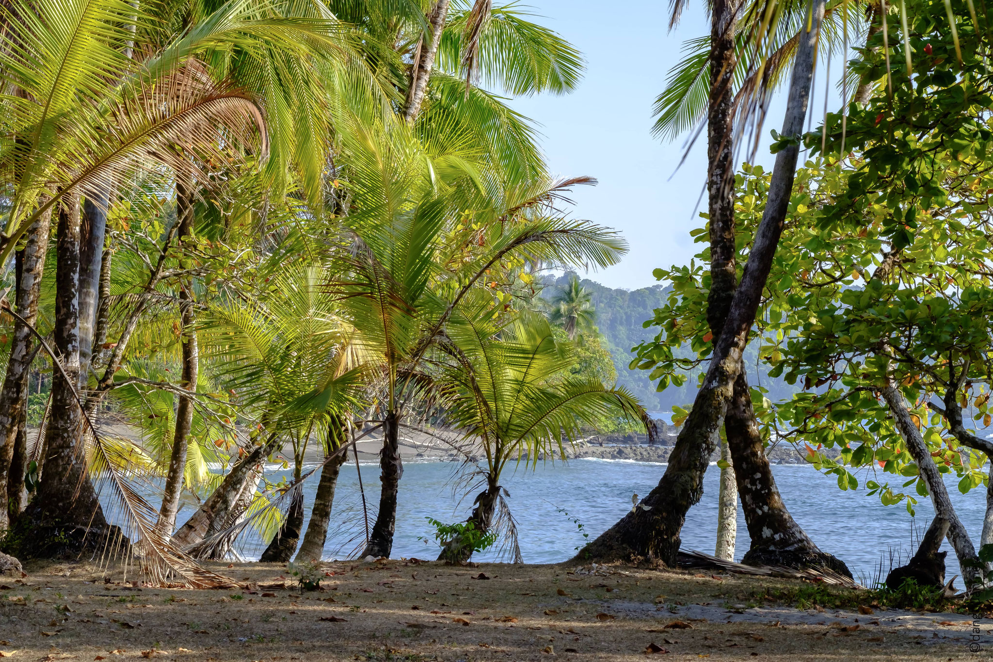 le long de la côte dans la forêt du littoral de la pénisule d'Osa