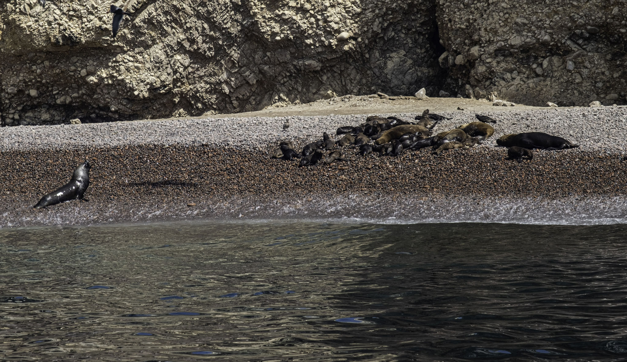 lions de mer