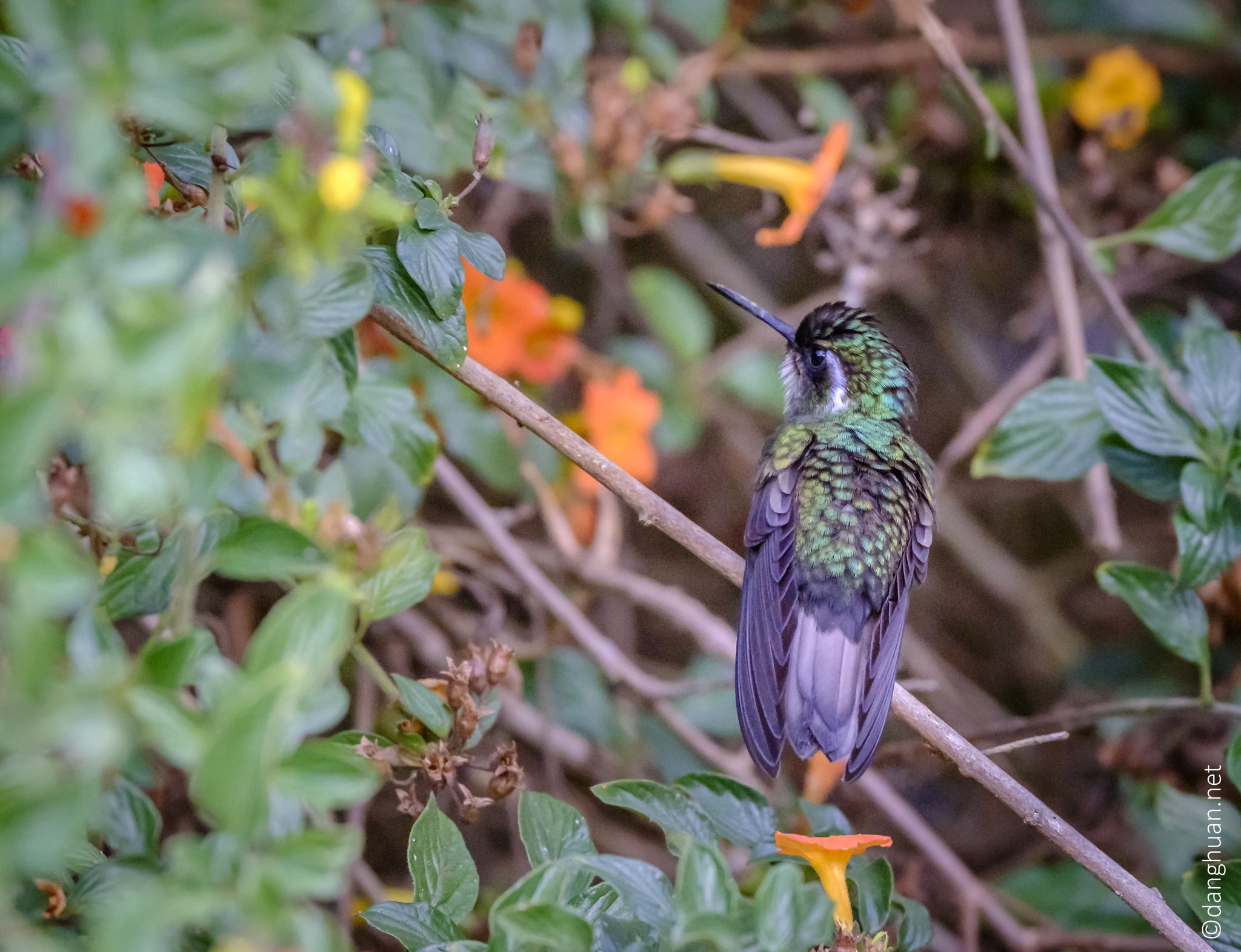 Colibri