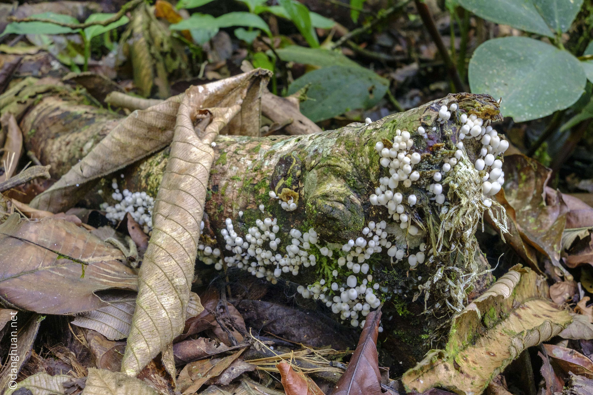 ...Singes et quetzals y pullulent