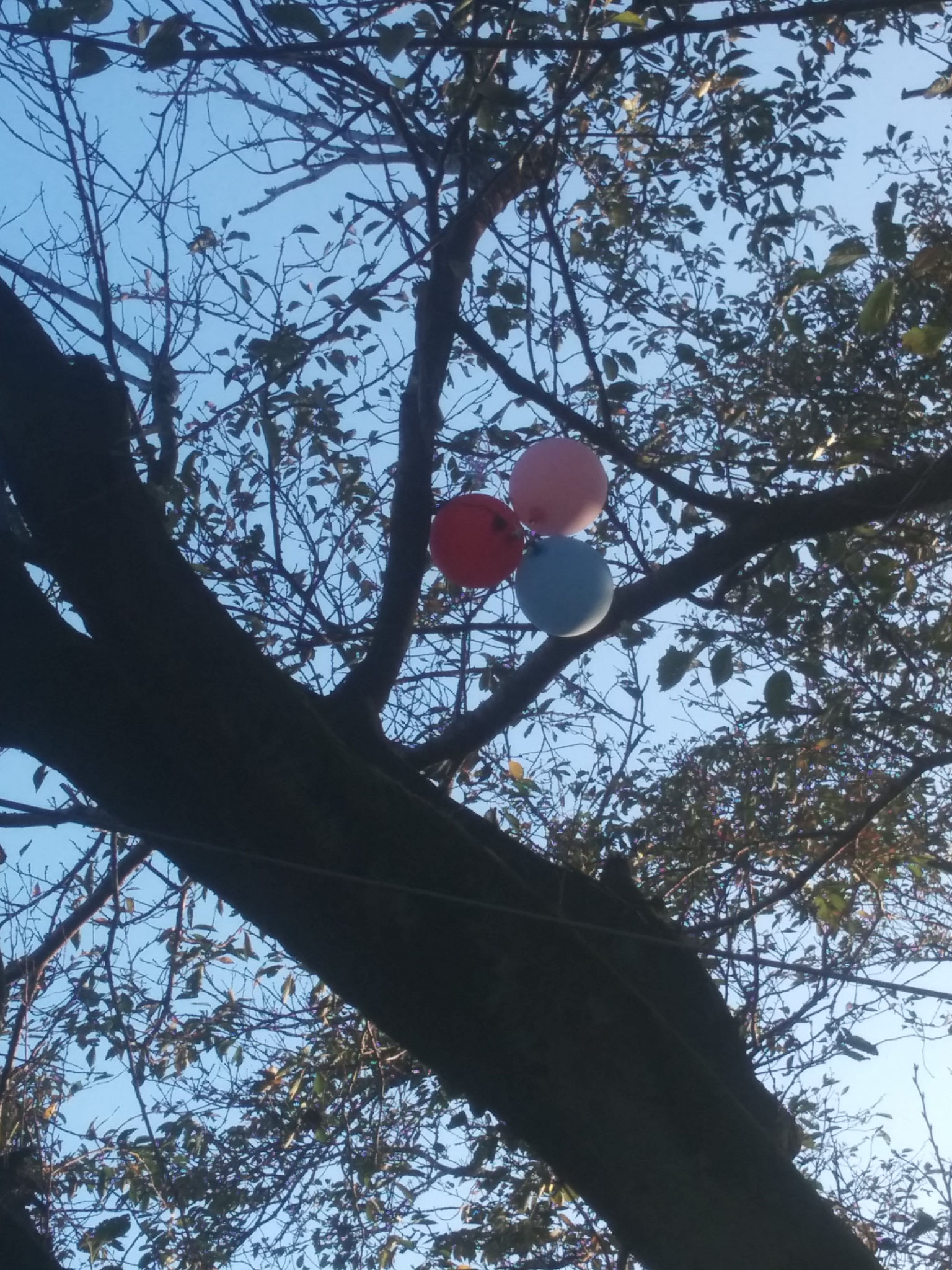 8 My hostbro lost these balloons (he doesn't know about helium)