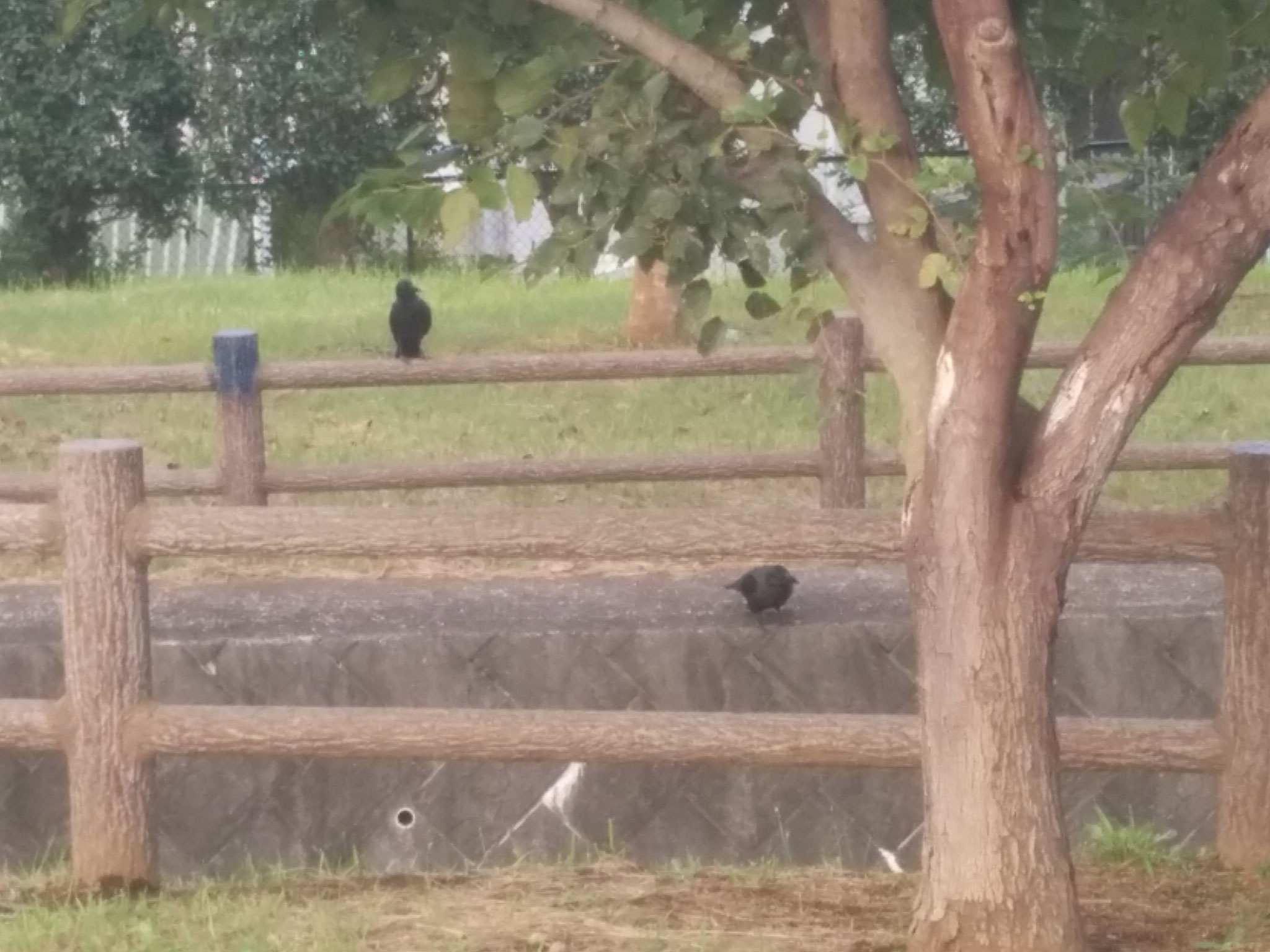 second dog trip (sunday), some big ass crows :O