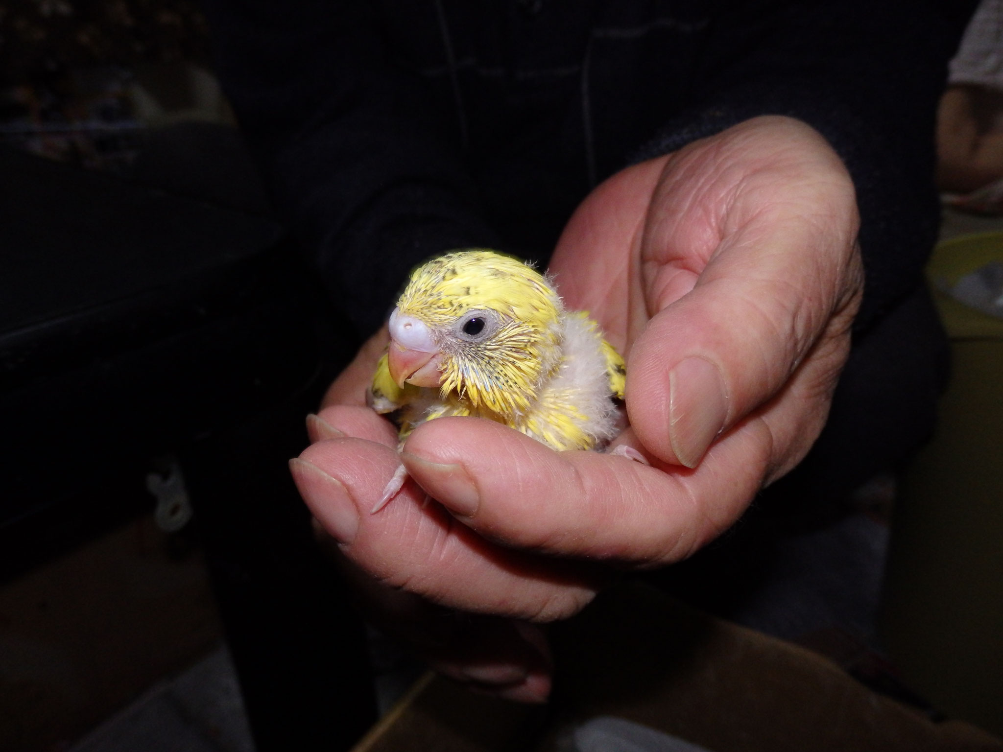 ズグロシロハラインコ 福岡インコ ペットミッキン