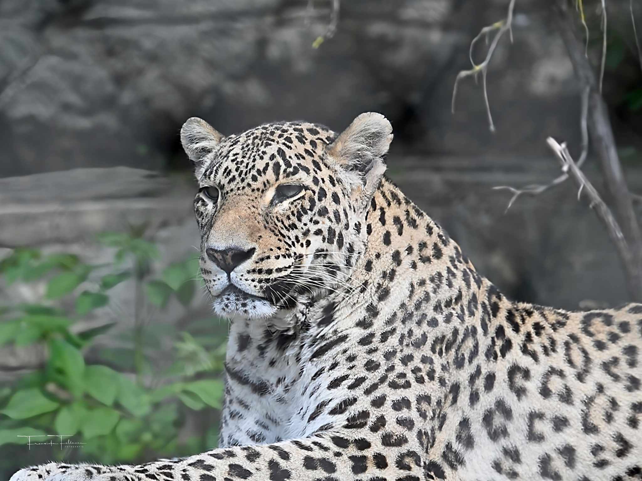  PERSISCHER LEOPARD Wissenschaftlicher Name: Panthera pardus tulliana  Bedrohungsstatus laut IUCN (Rote Liste bedrohter Tierarten)