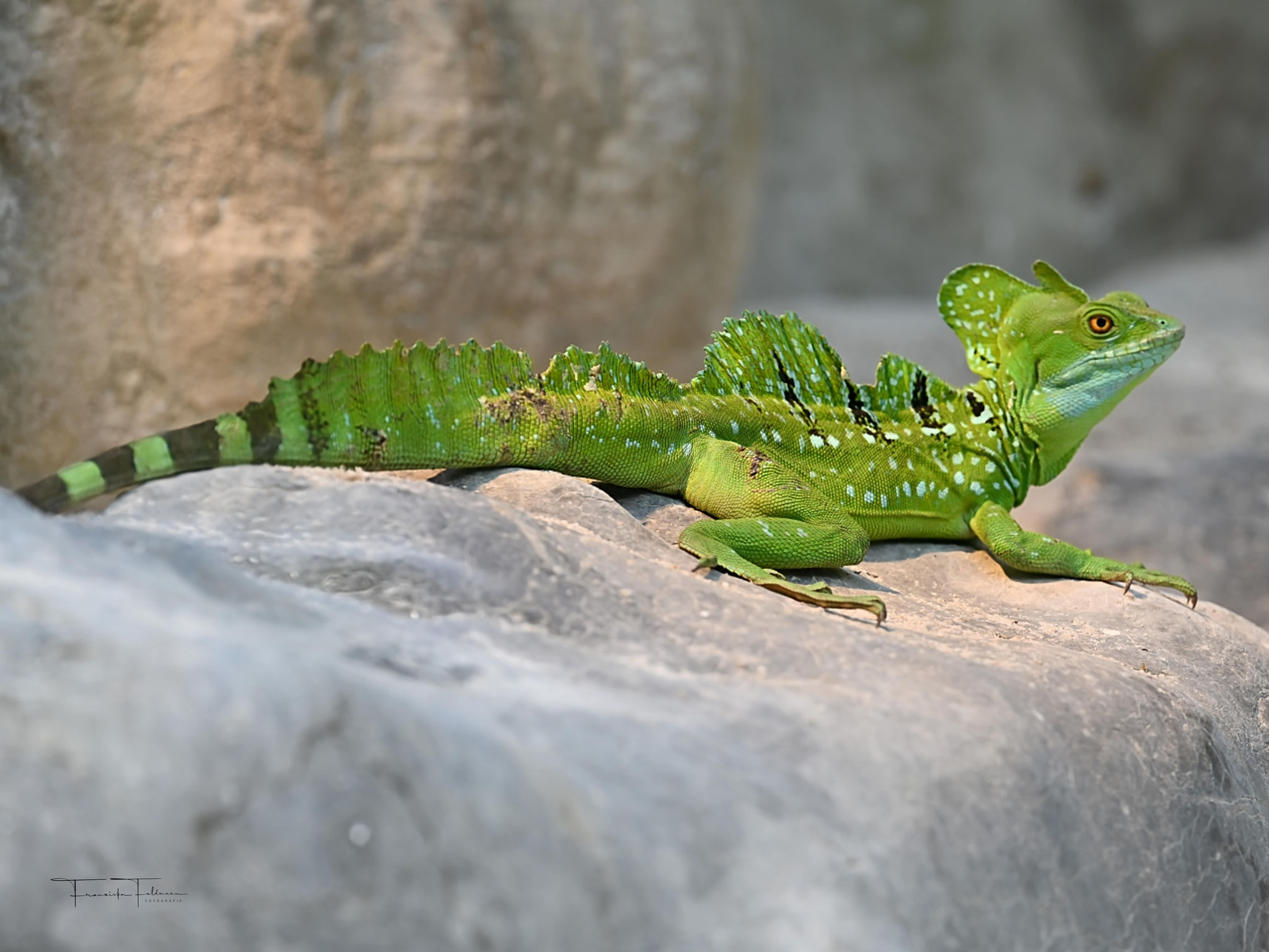 GROSSER MADAGASKAR-TAGGECKO Phelsuma grandis   Bedrohungsstatus laut IUCN (Rote Liste bedrohter Tierarten)