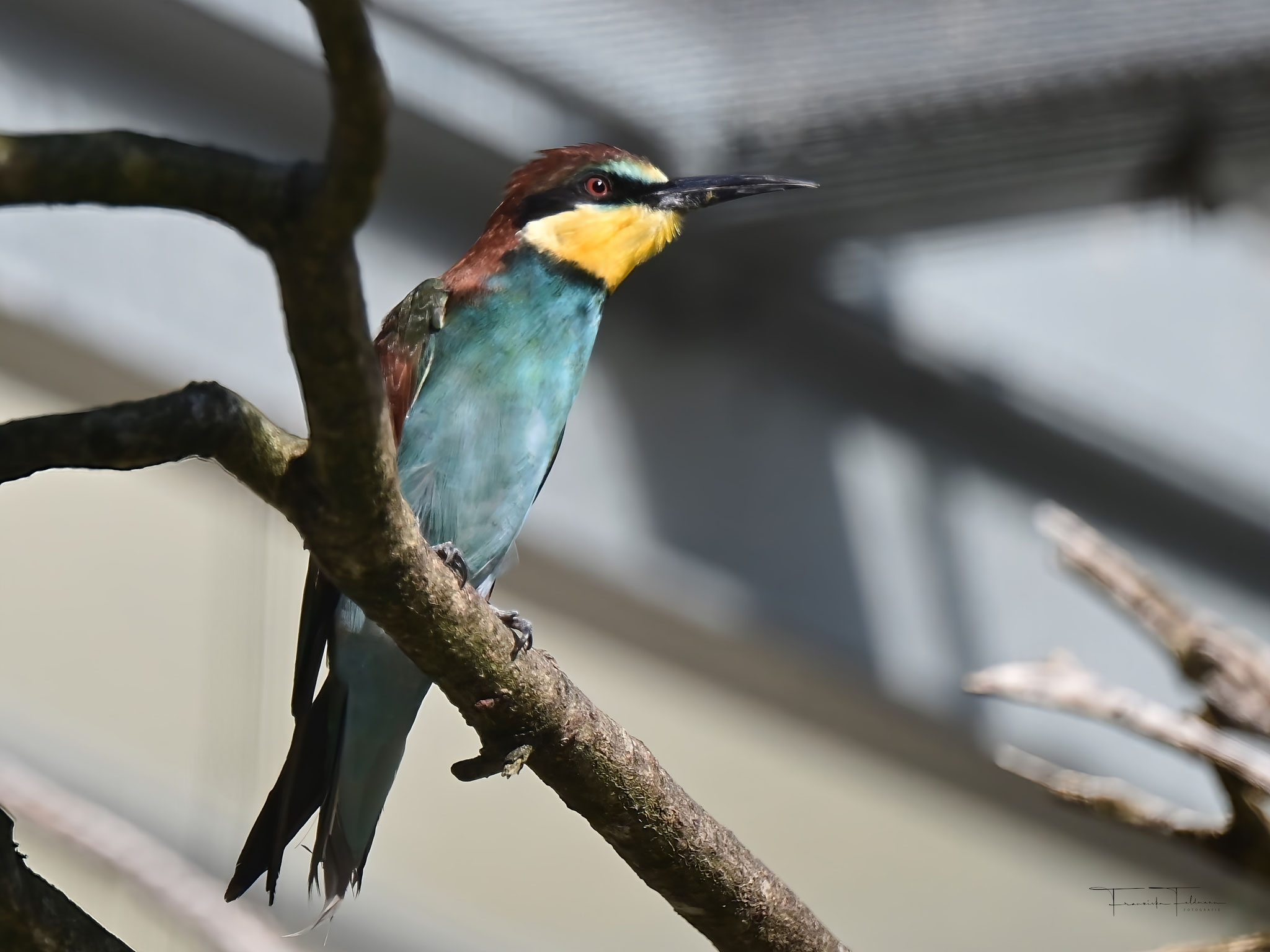 Bienenfresser: Ihr Rücken ist kastanienbraun, der Bauch leuchtend blaugrün. Die Kehle ist gelb und unten durch ein schwarzes Band vom Bauch abgegrenzt. Wenn sie fliegen, kann man die rostbraune Flügel-Unterseite erkennen. 