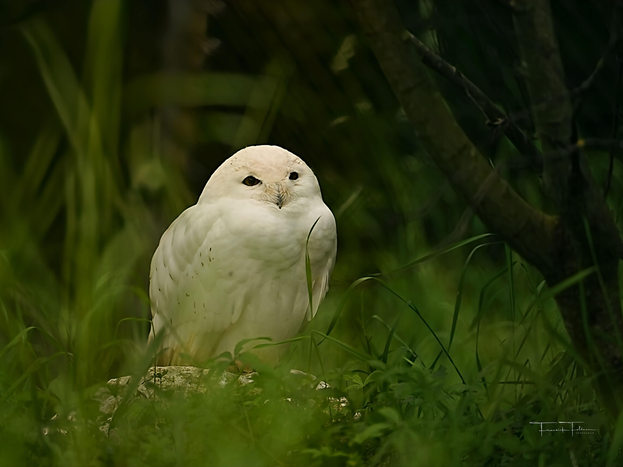  SCHNEE-EULE Wissenschaftlicher Name: Bubo scandiaca. Bedrohungsstatus laut IUCN (Rote Liste bedrohter Tierarten)