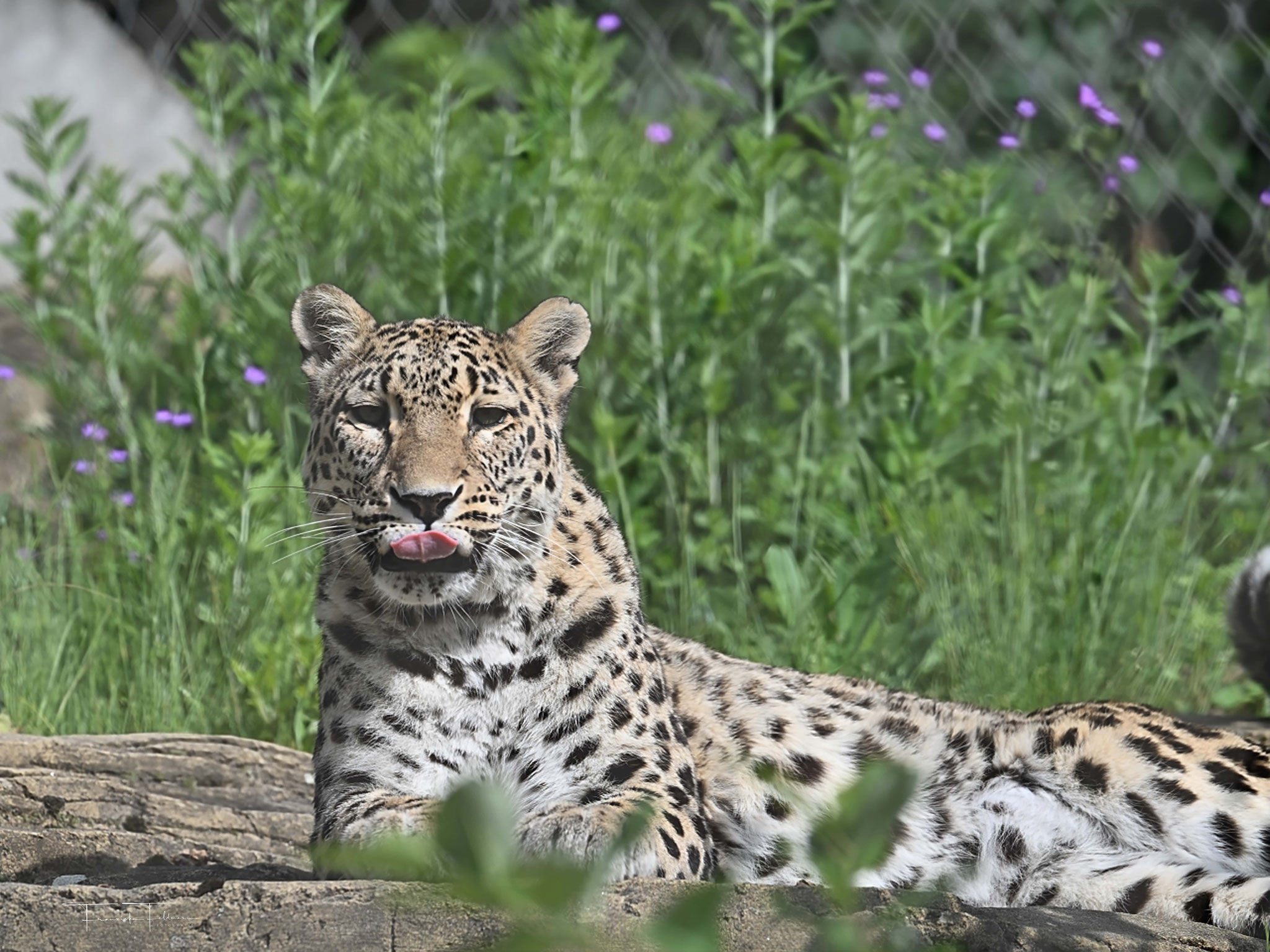  PERSISCHER LEOPARD Wissenschaftlicher Name: Panthera pardus tulliana  Bedrohungsstatus laut IUCN (Rote Liste bedrohter Tierarten)