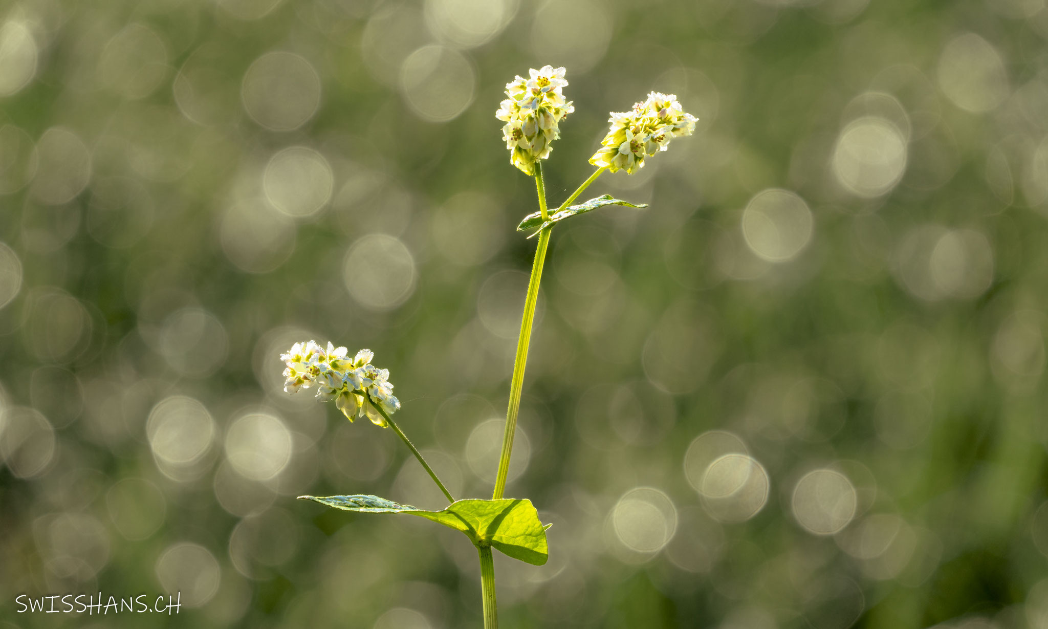 Wiesenblume