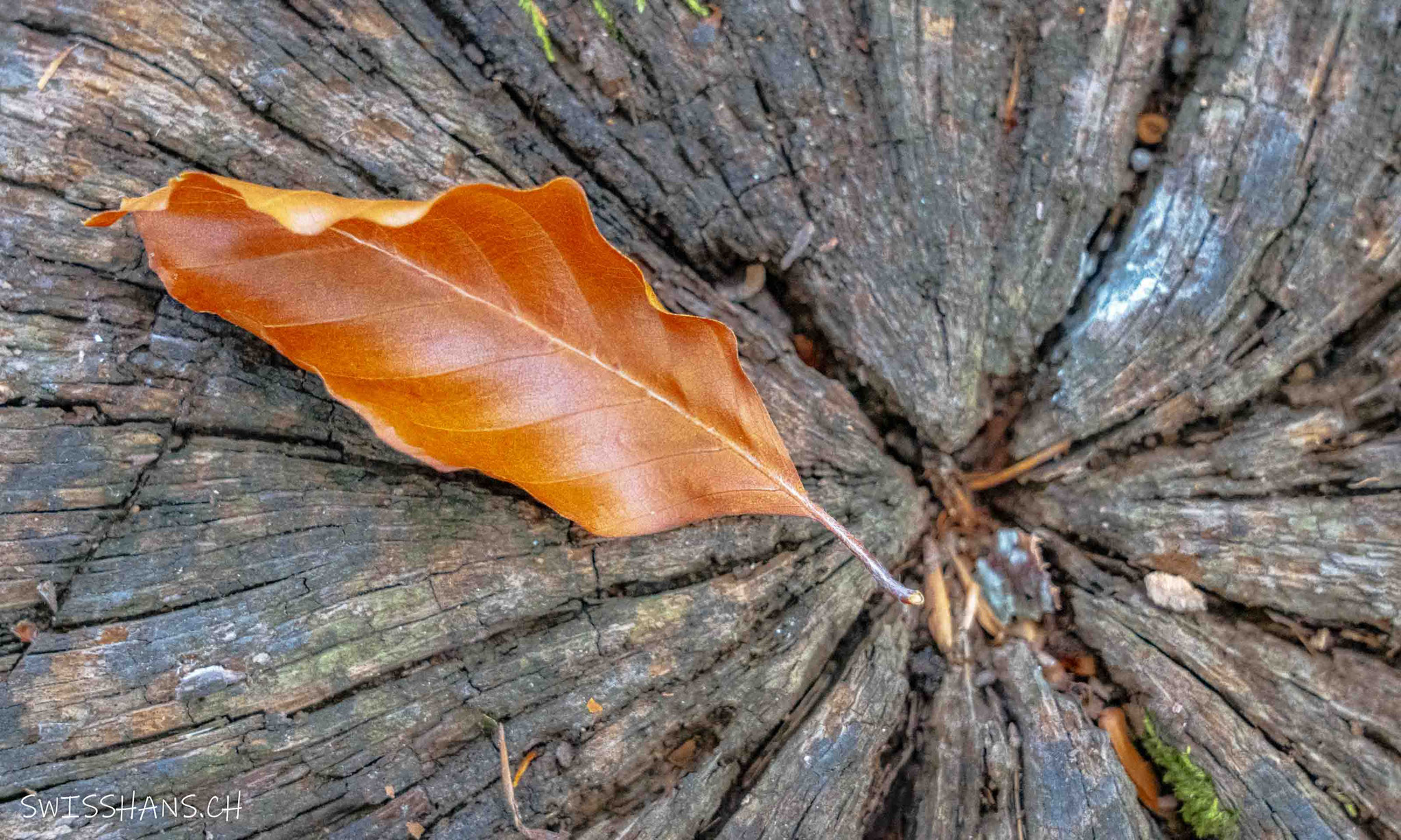 Blatt auf Baumstrunk