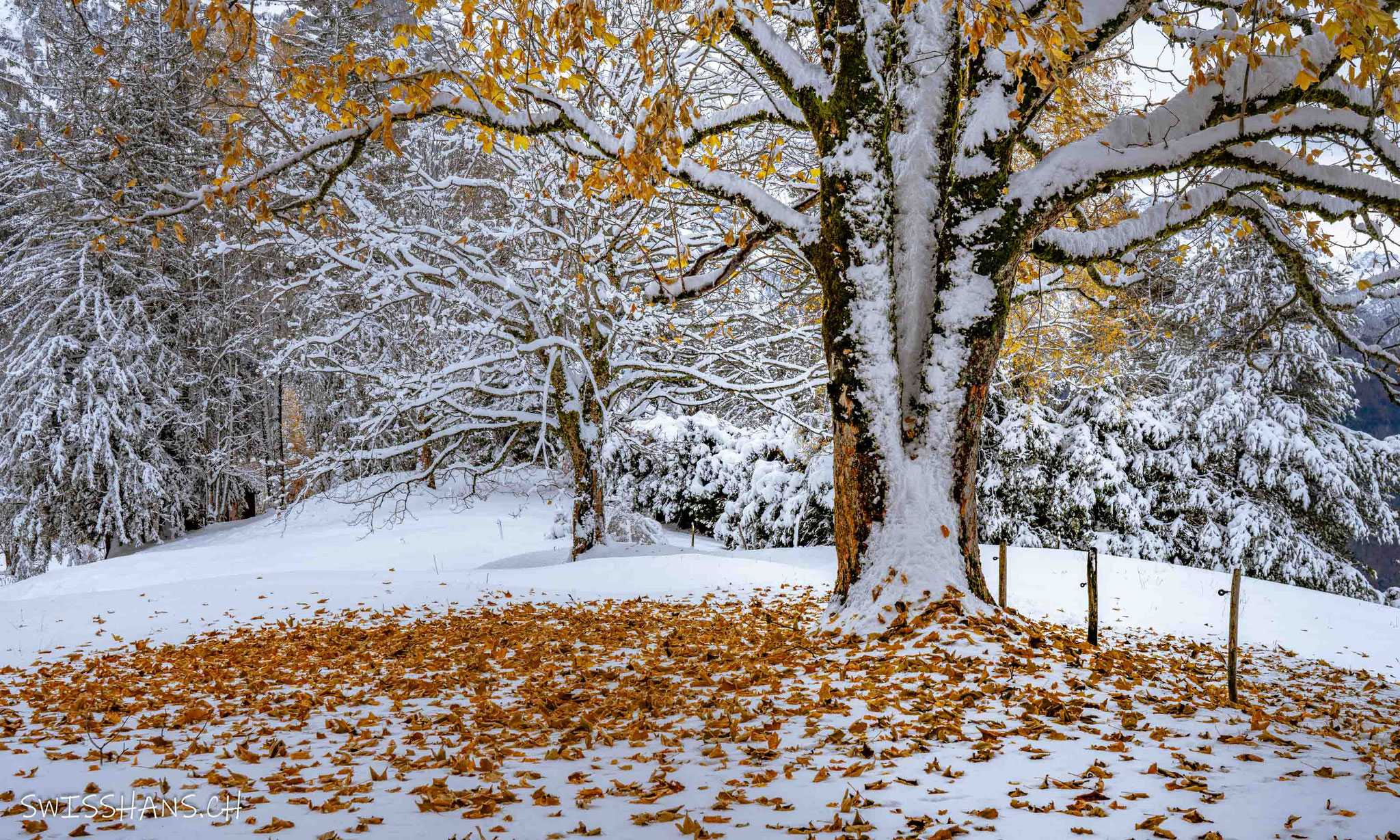 Herbstlaub im Winter