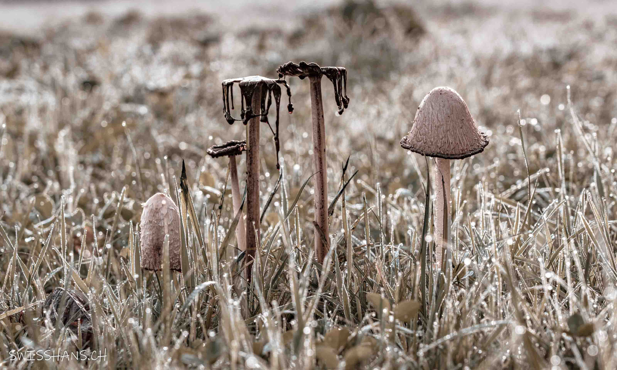 Alte Pilze