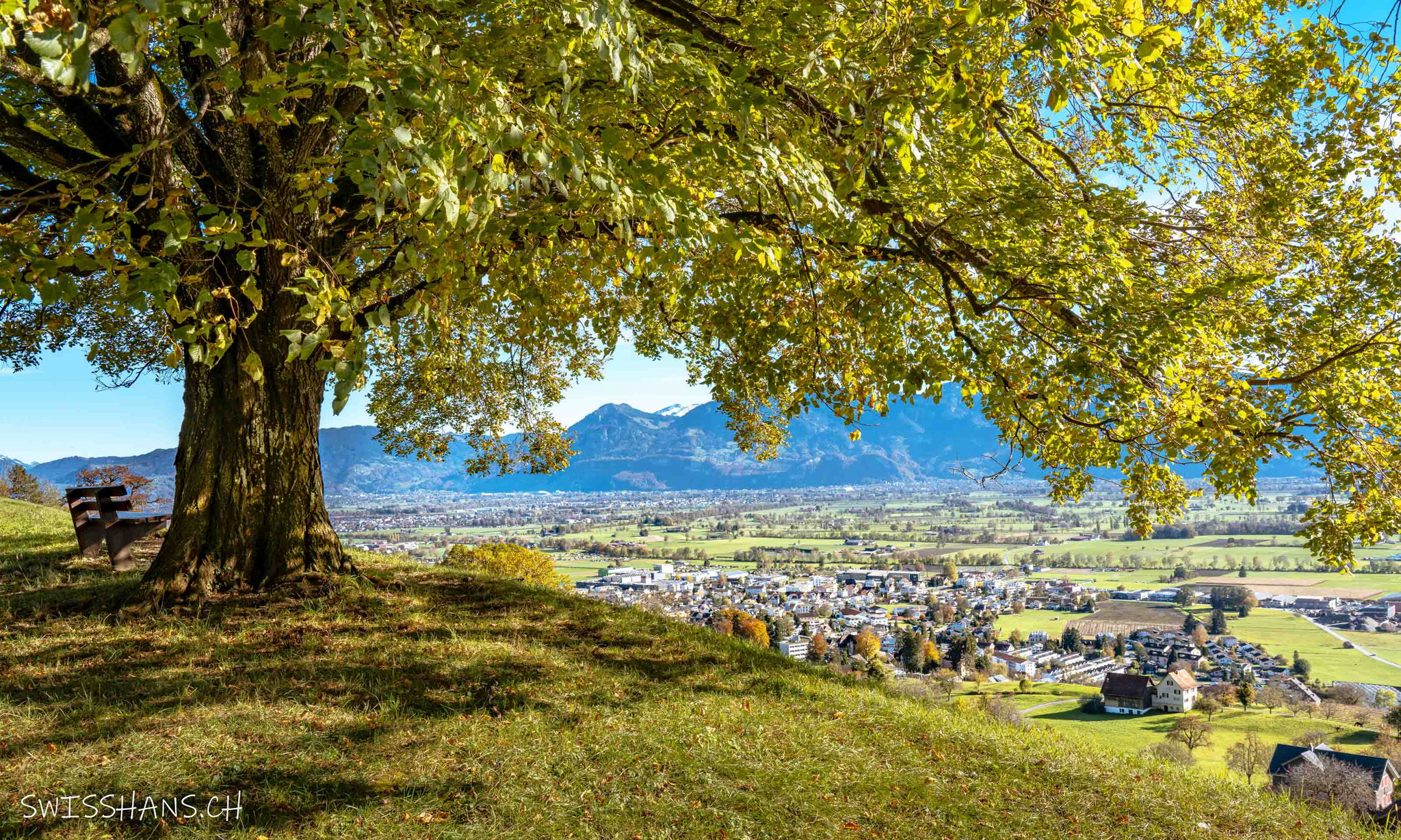 Aussicht unter dem Baum