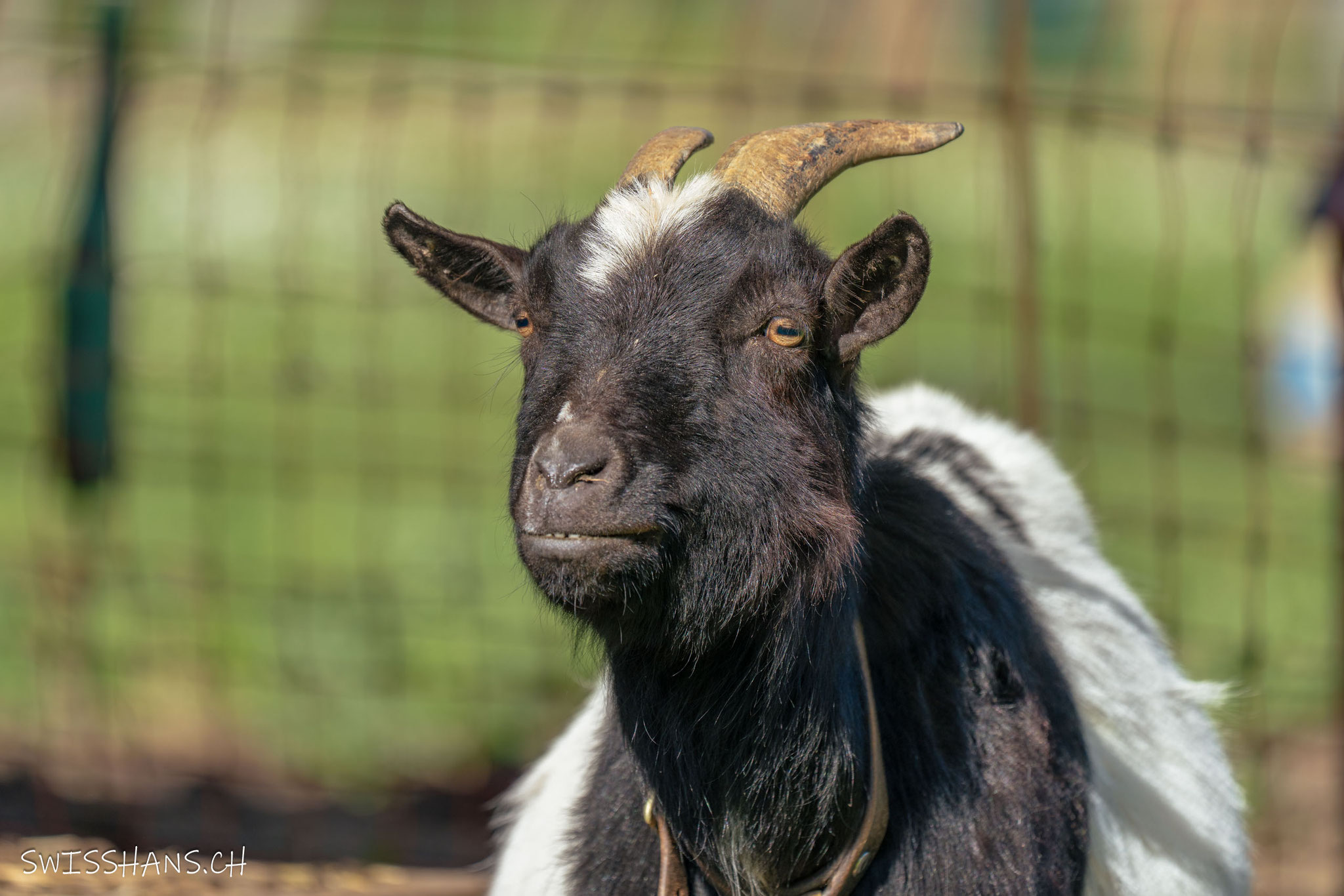 Hoftiere beim Geschenkeladen "Chrims Chrams"