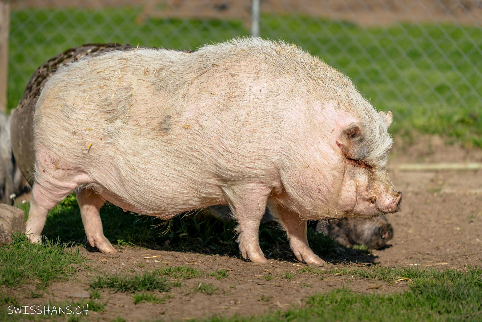 Hoftiere beim Geschenkeladen "Chrims Chrams"