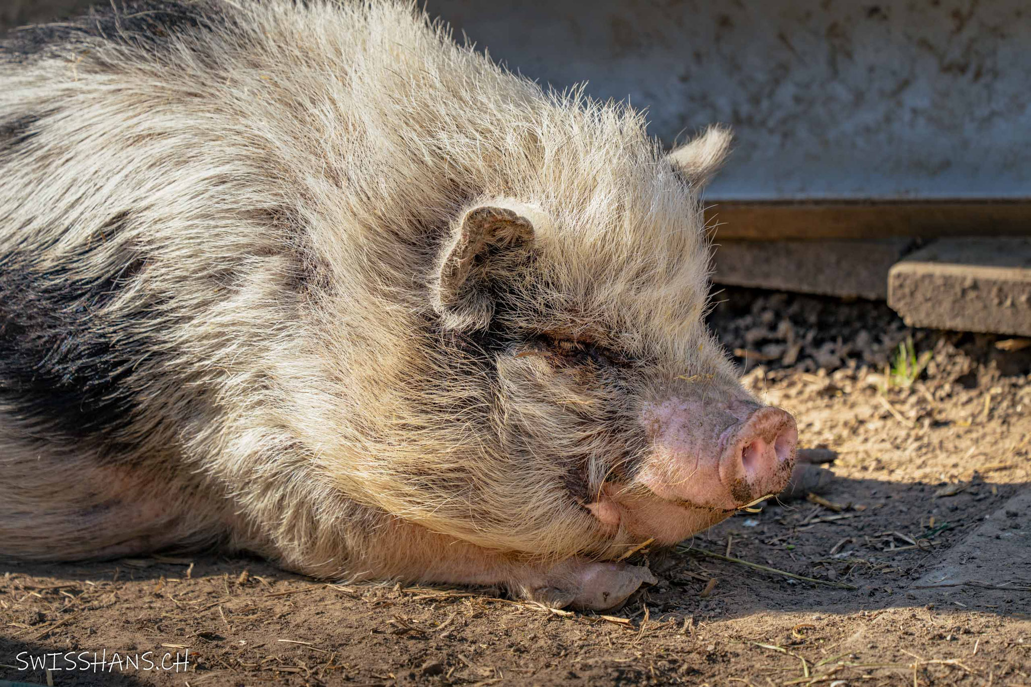 Hoftiere beim Geschenkeladen "Chrims Chrams"