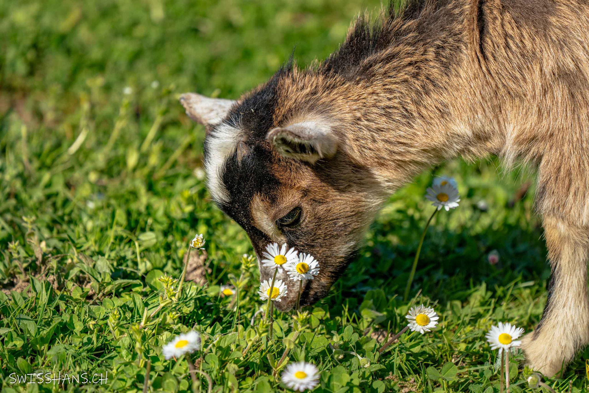 Hoftiere beim Geschenkeladen "Chrims Chrams"