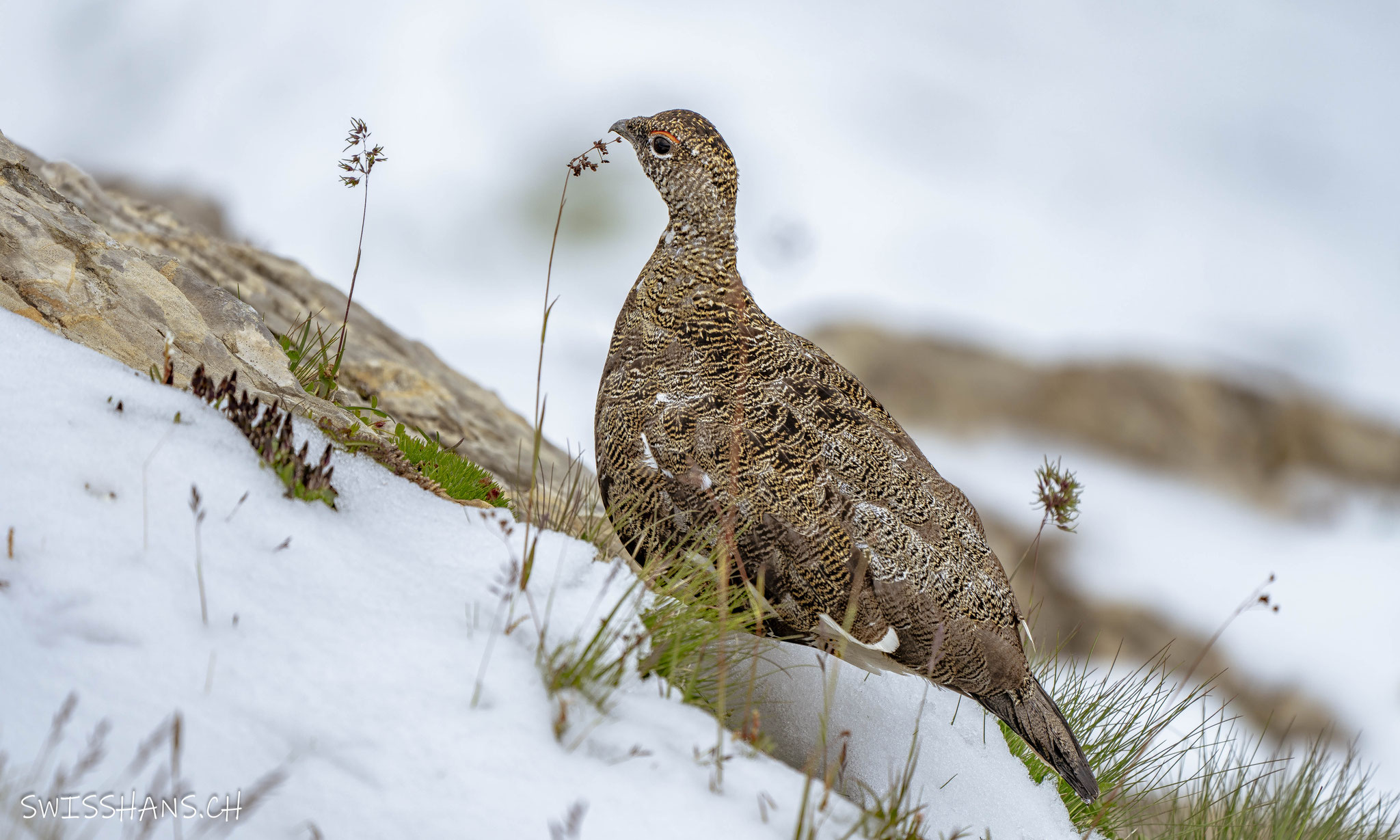Alpenschneehuhn