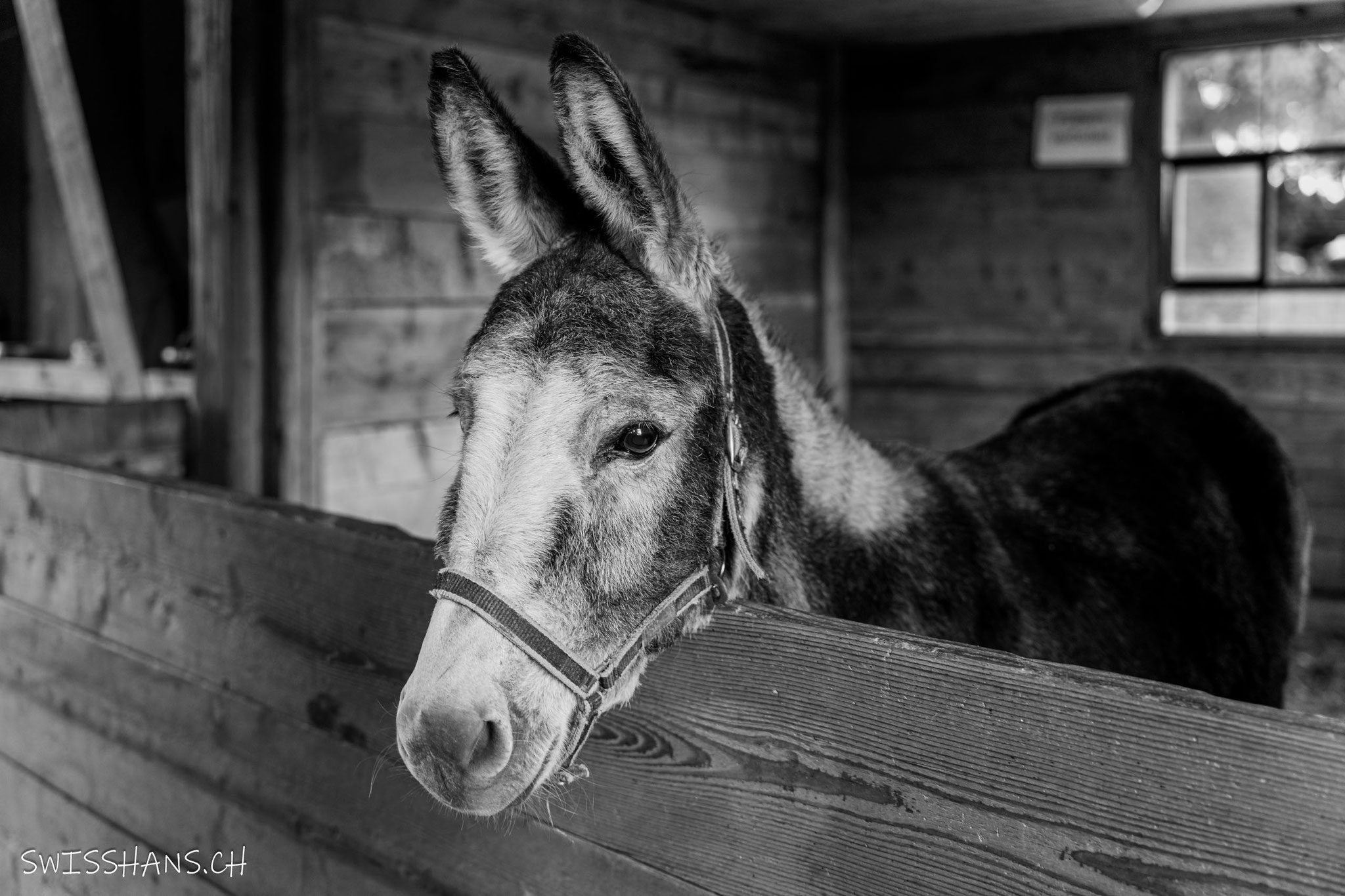 Esel im Schnuggenbock