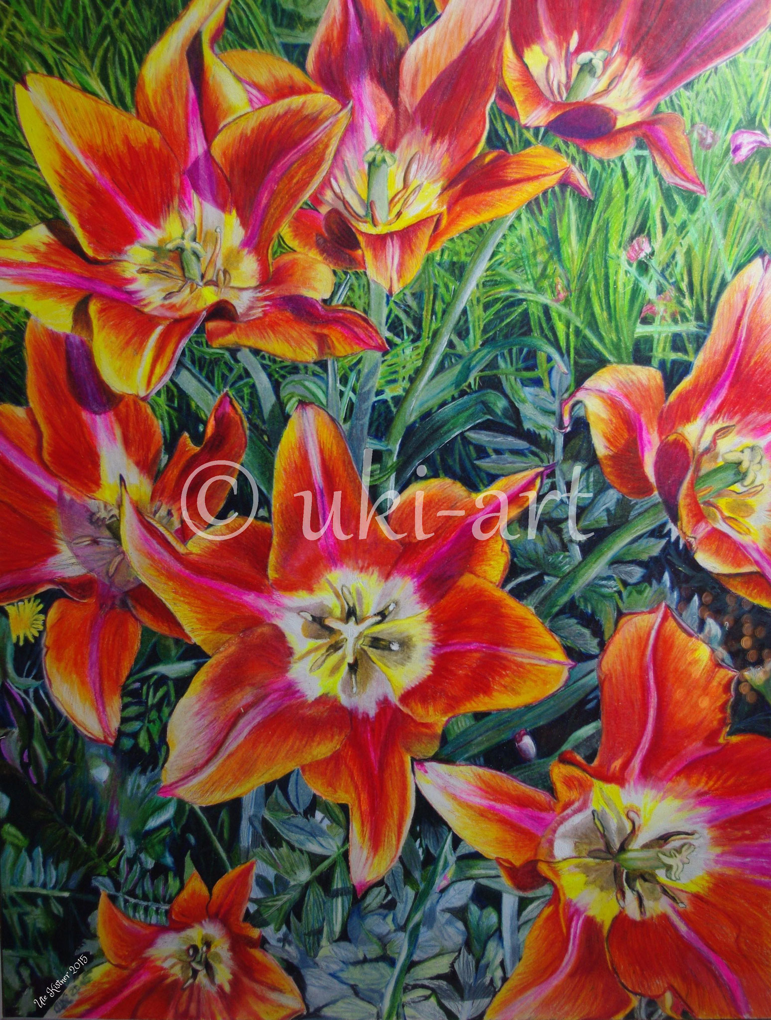 Tulpen - colored pencil, DIN A3, reference photo by my own