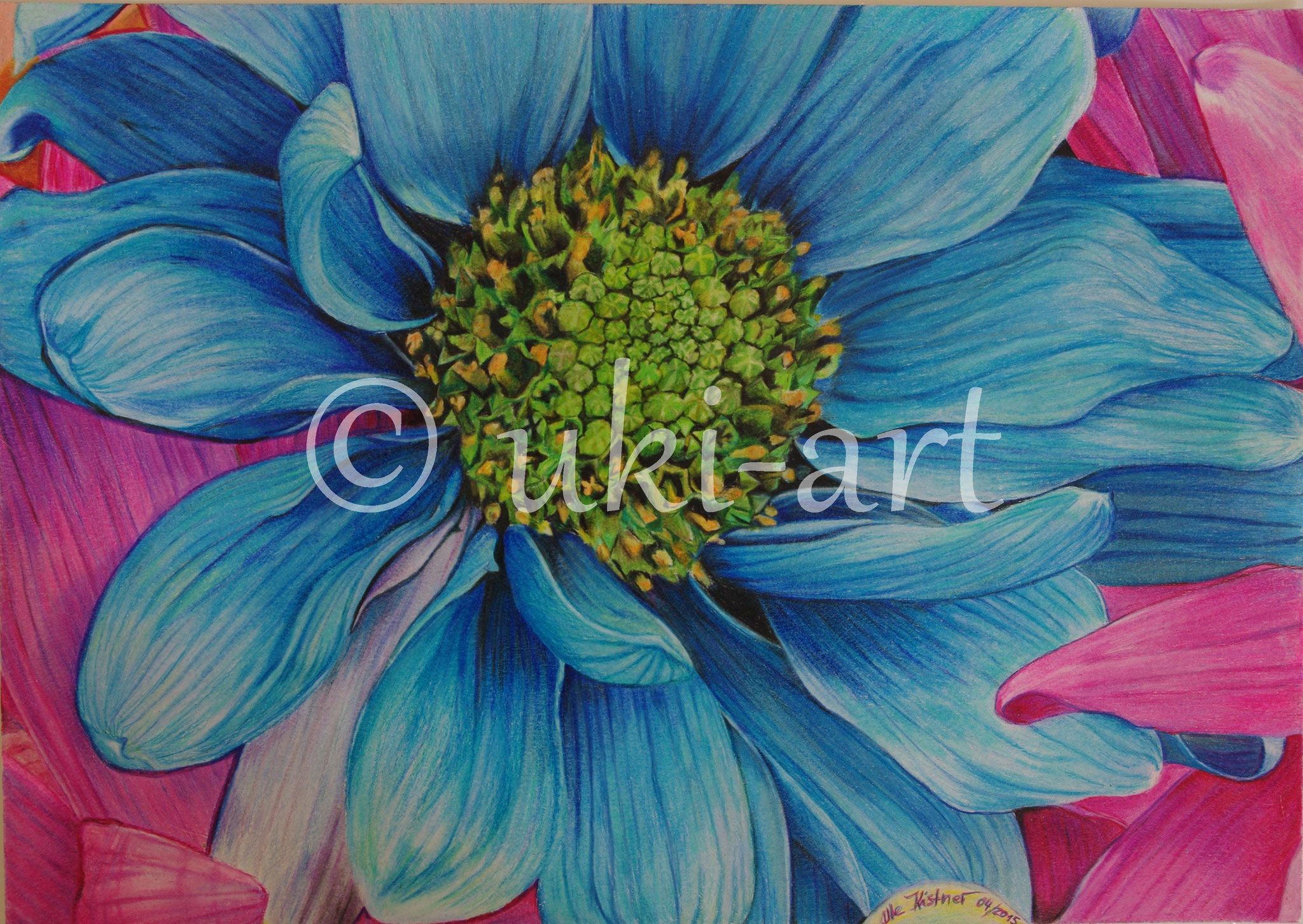 Blue Daisy - colored pencil, DIN A3, free reference photo from Sally Robertson