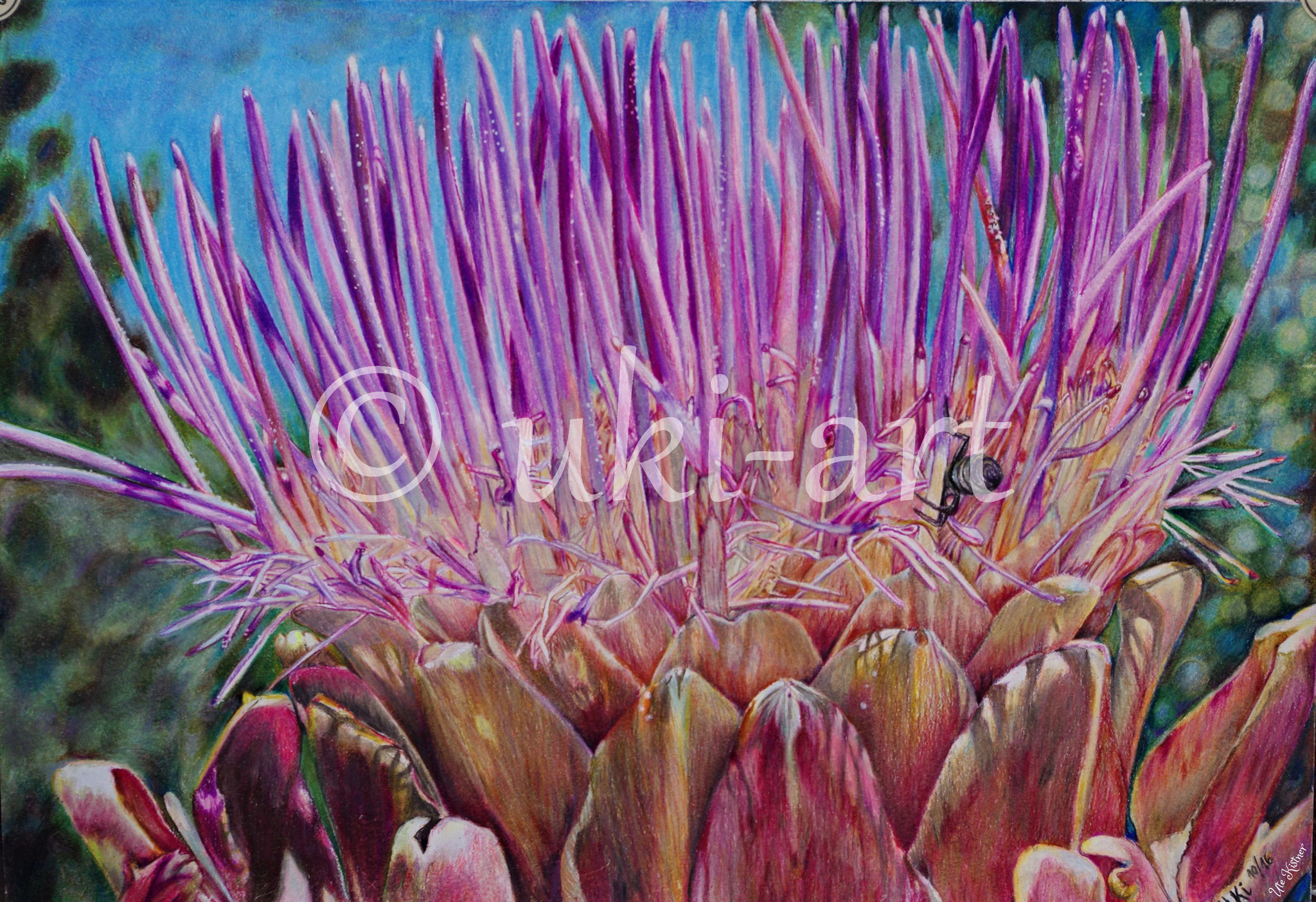 Artischockenblüte mit Ameise, colored pencil, Format: DIN A3, free reference photo from pixabay
