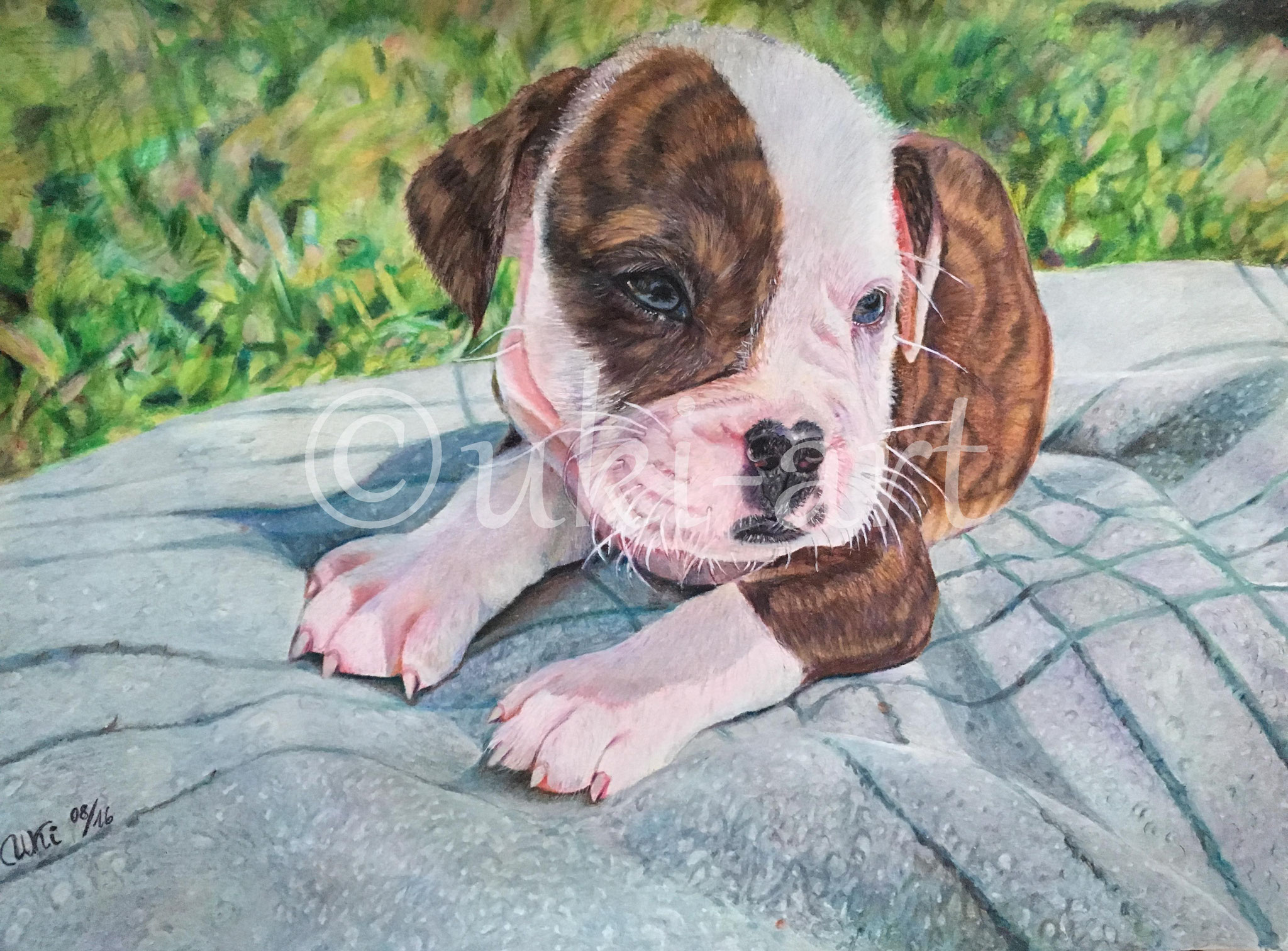 Puppy, colored pencil, DIN A3,  reference photo by Sally Robertson
