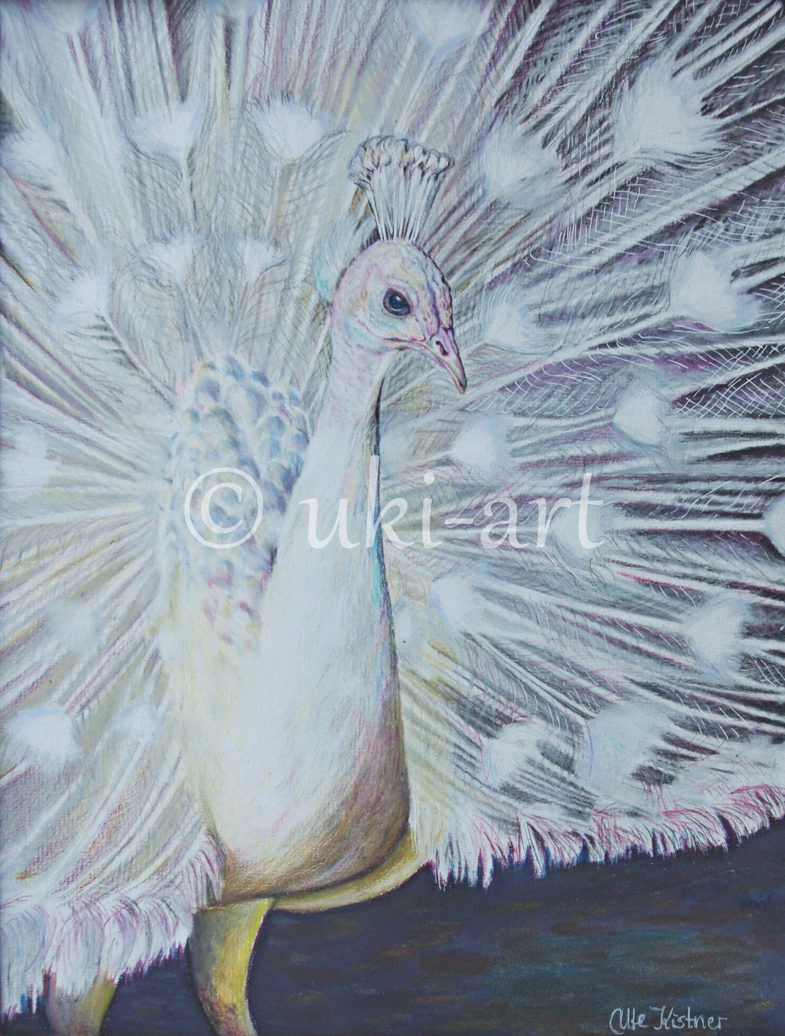 Pfau, colored pencil, DIN A4 reference photo by Sally Robertson