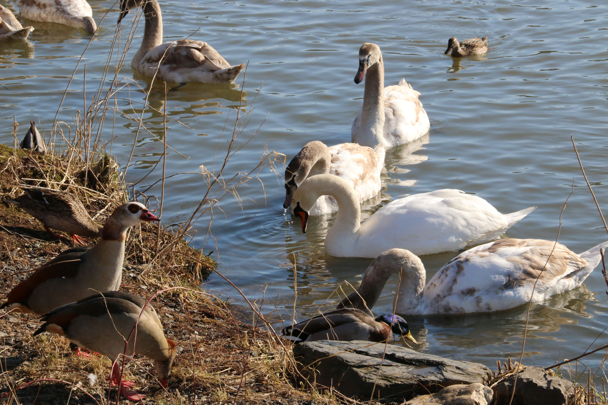 Schwäne, Stockenten und Nilgänse tummeln sich im Wasser