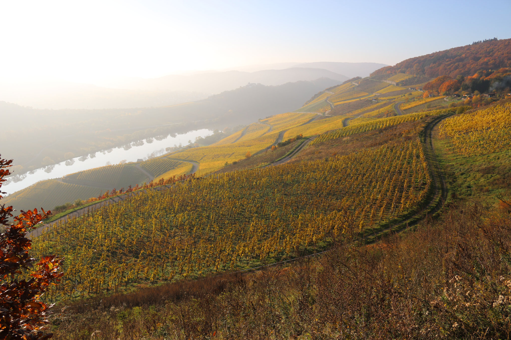 Merler Weinberge im Herbstnebel